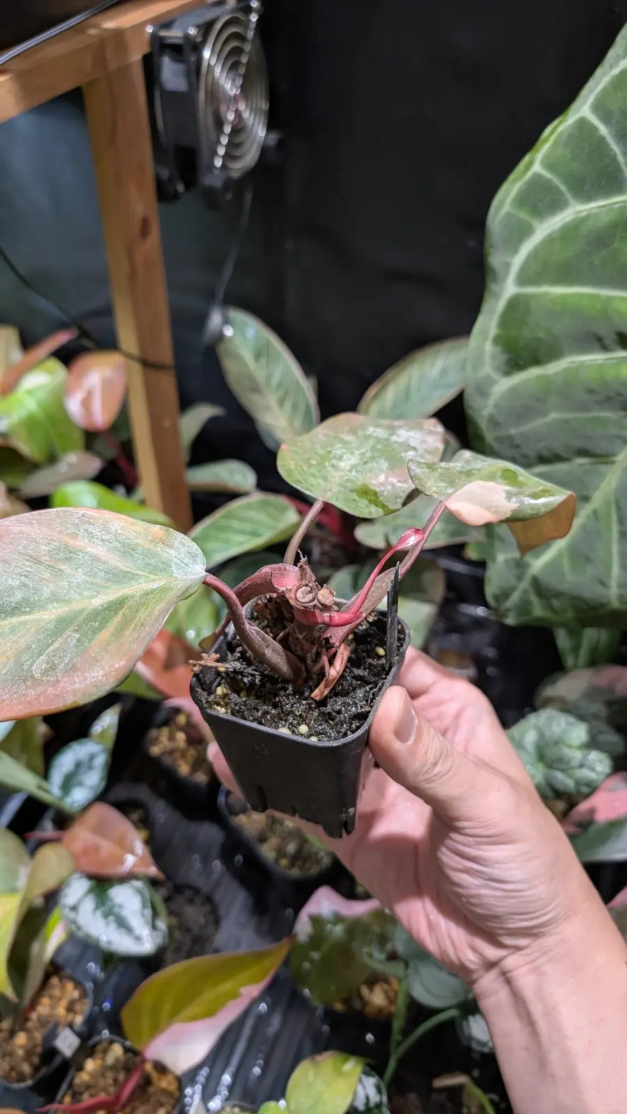 フィロデンドロン　柿色プリンセス