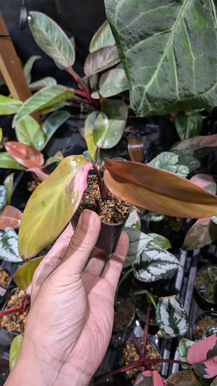 フィロデンドロン　柿色プリンセス