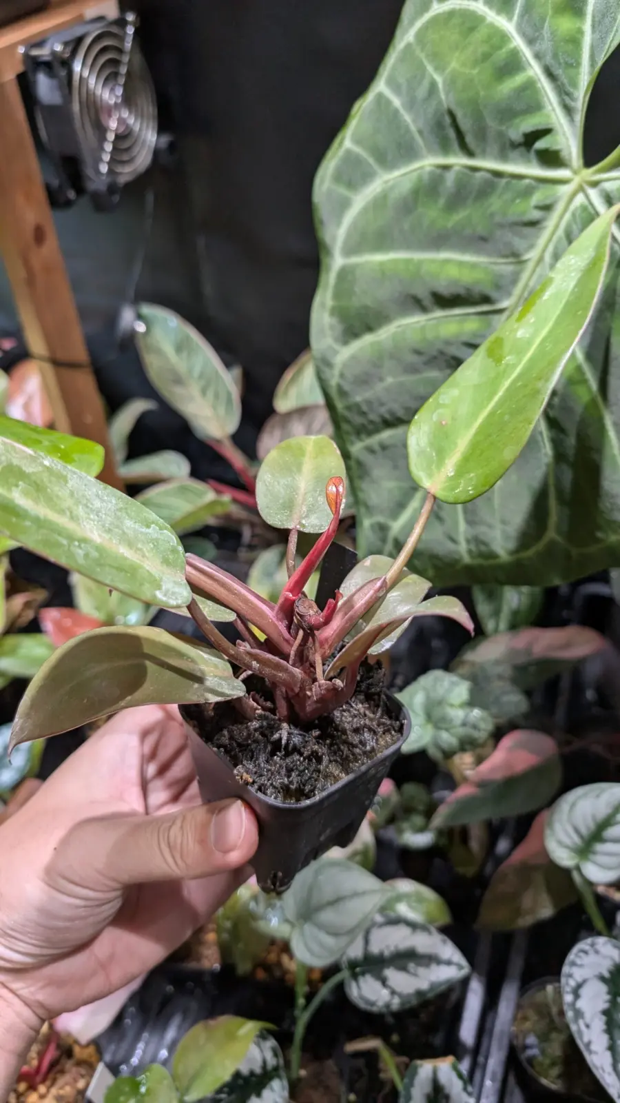 フィロデンドロン　柿色プリンセス