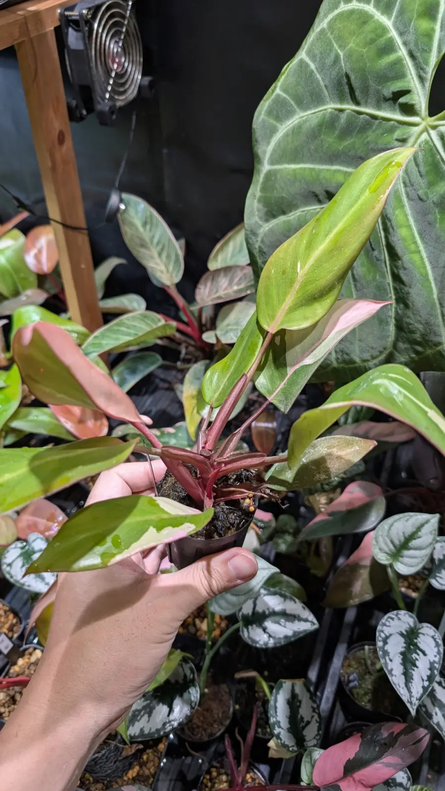 フィロデンドロン　柿色プリンセス