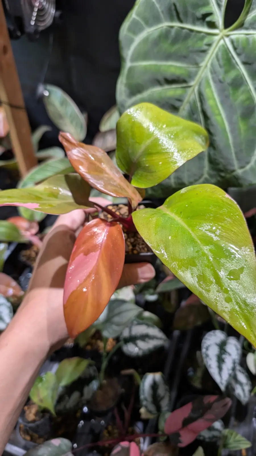 フィロデンドロン　柿色プリンセス