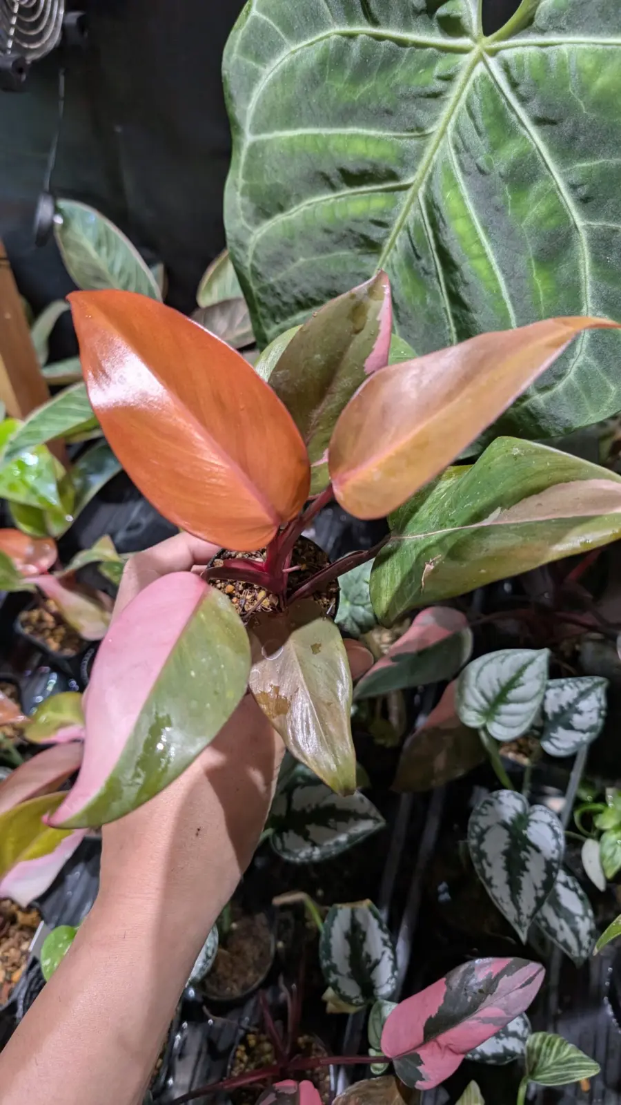 フィロデンドロン　柿色プリンセス