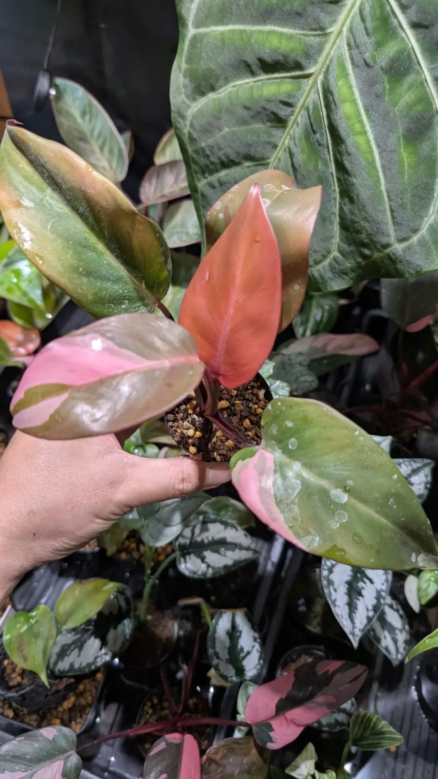 フィロデンドロン　柿色プリンセス