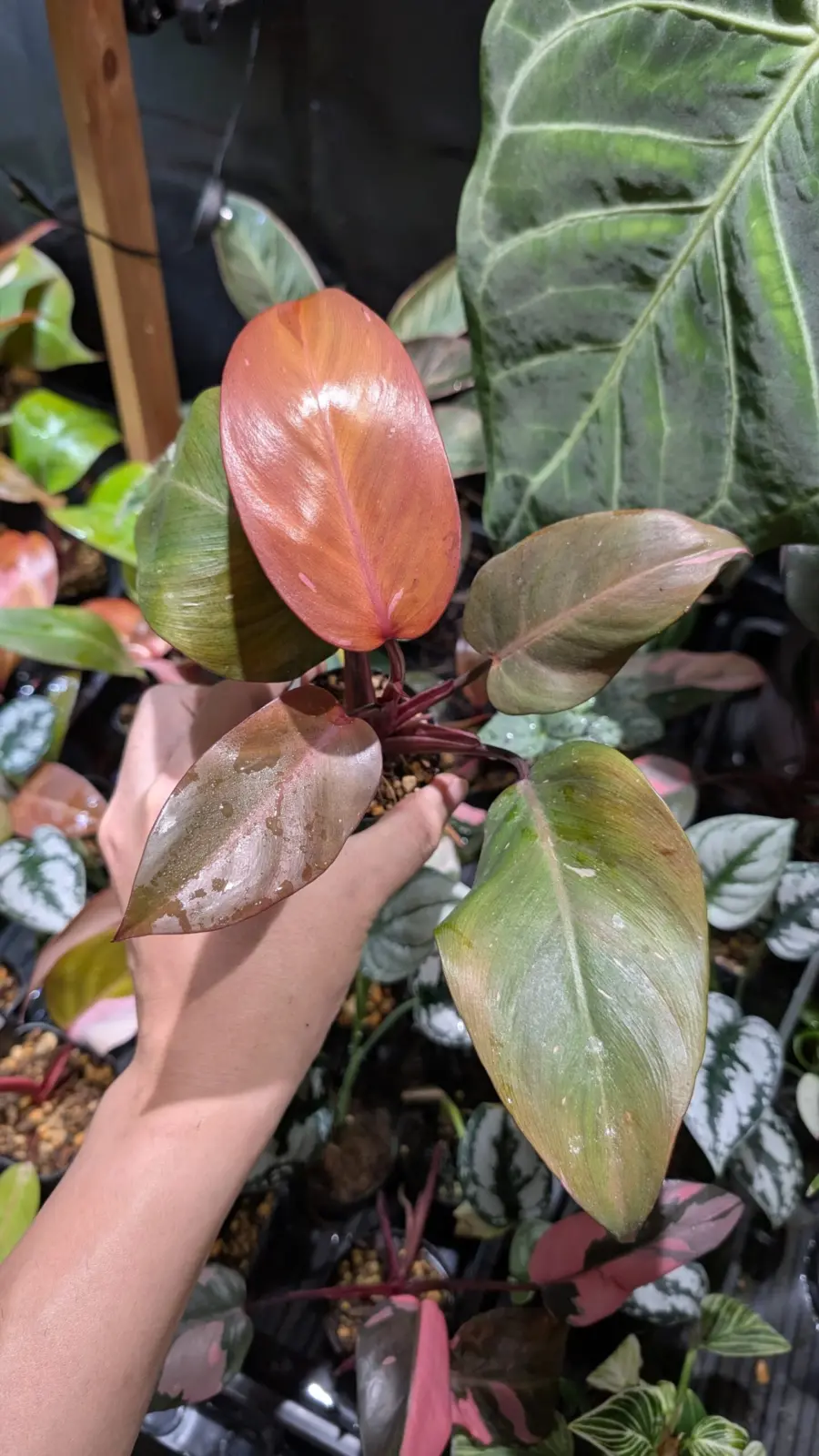 フィロデンドロン　柿色プリンセス