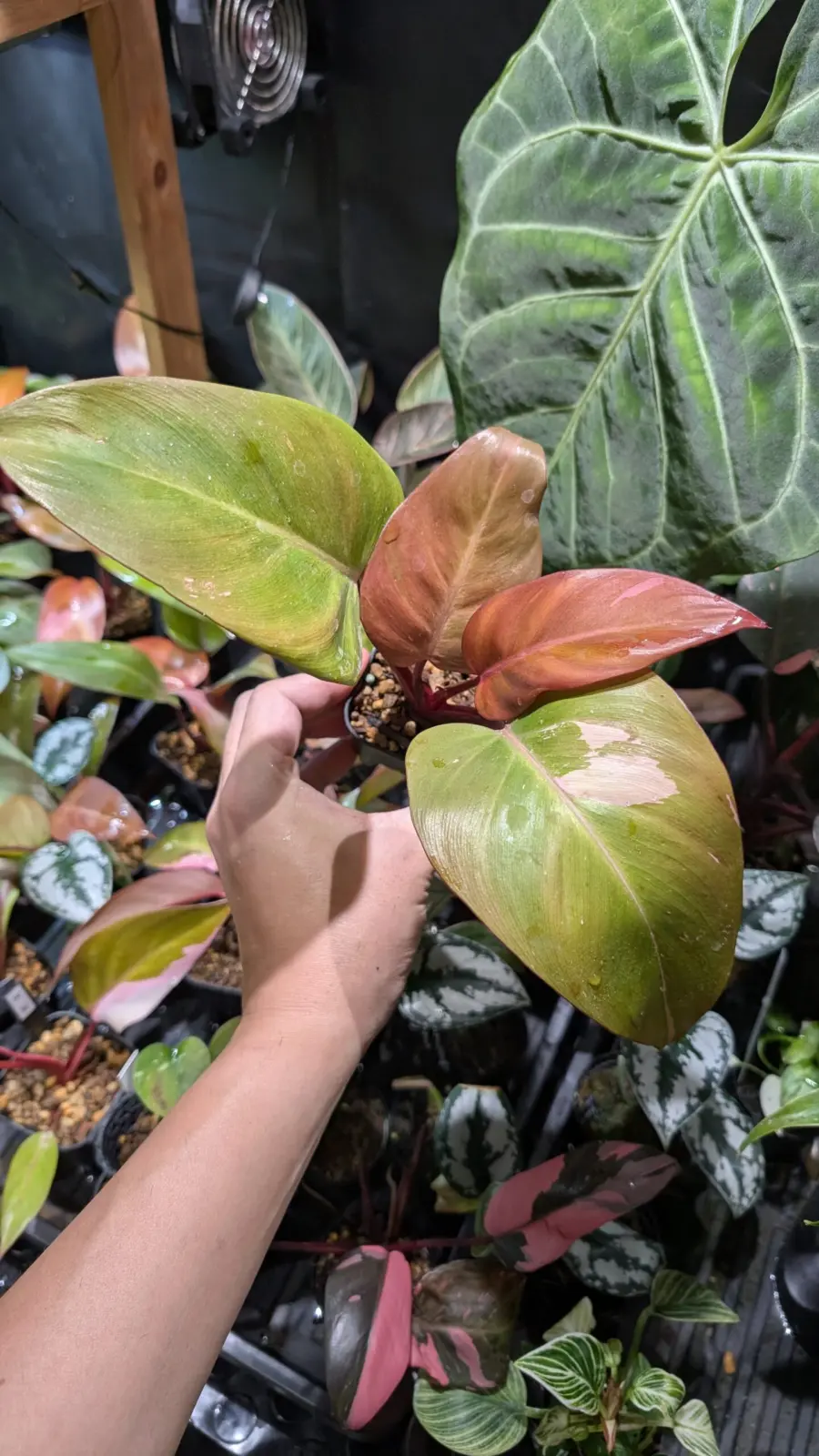 フィロデンドロン　柿色プリンセス