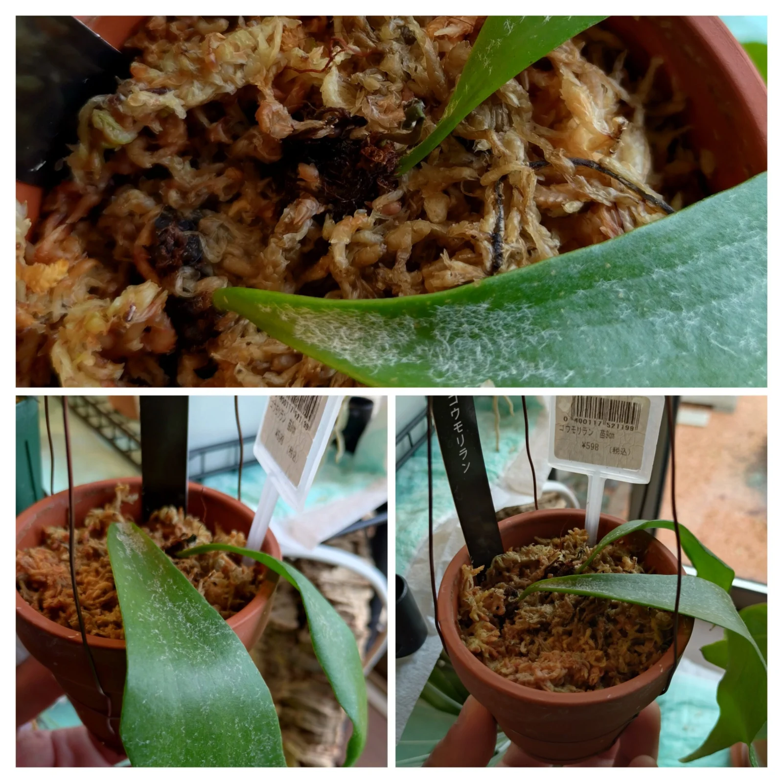 ビカクシダ　コウモリラン