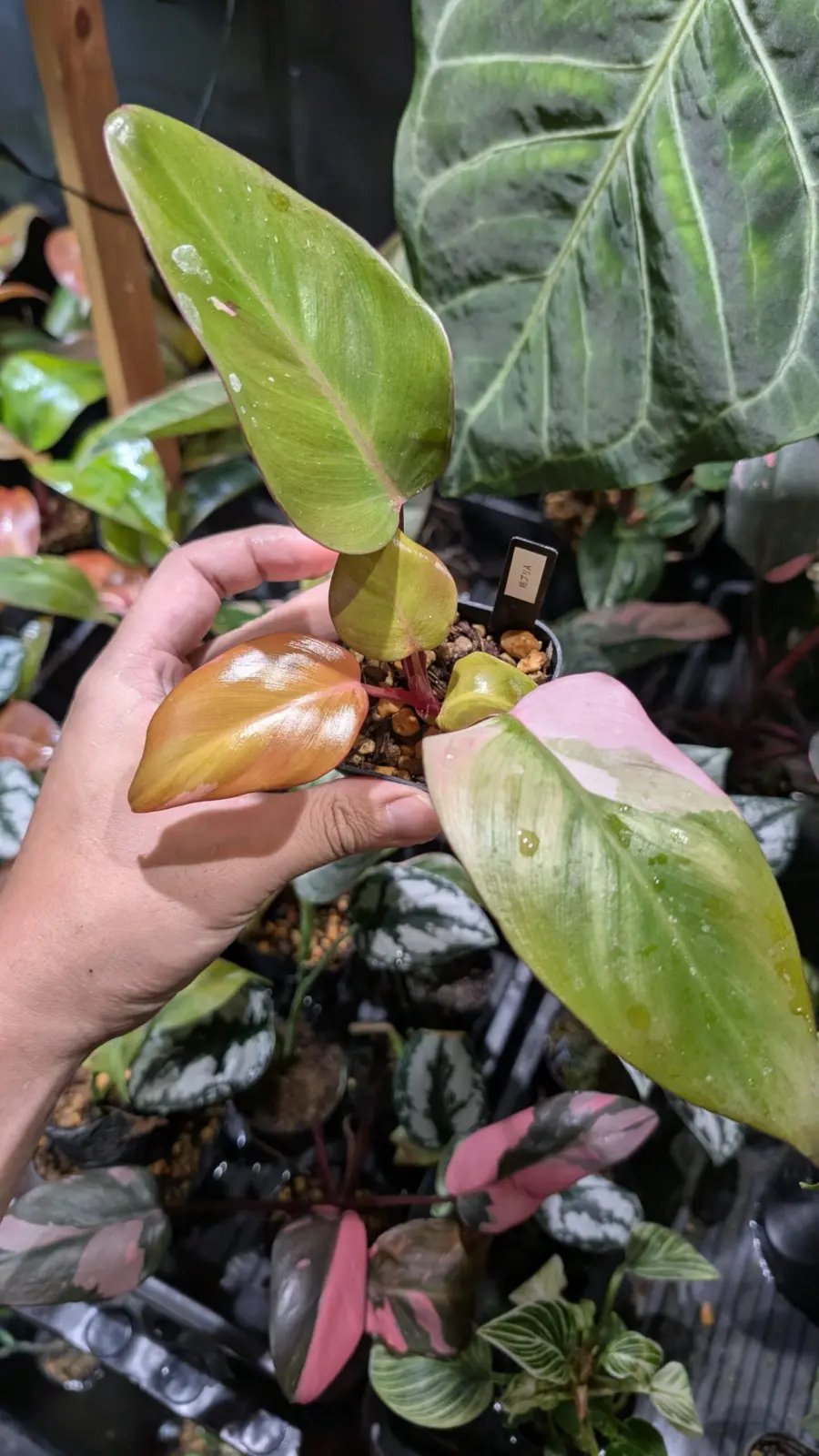 フィロデンドロン　柿色プリンセス