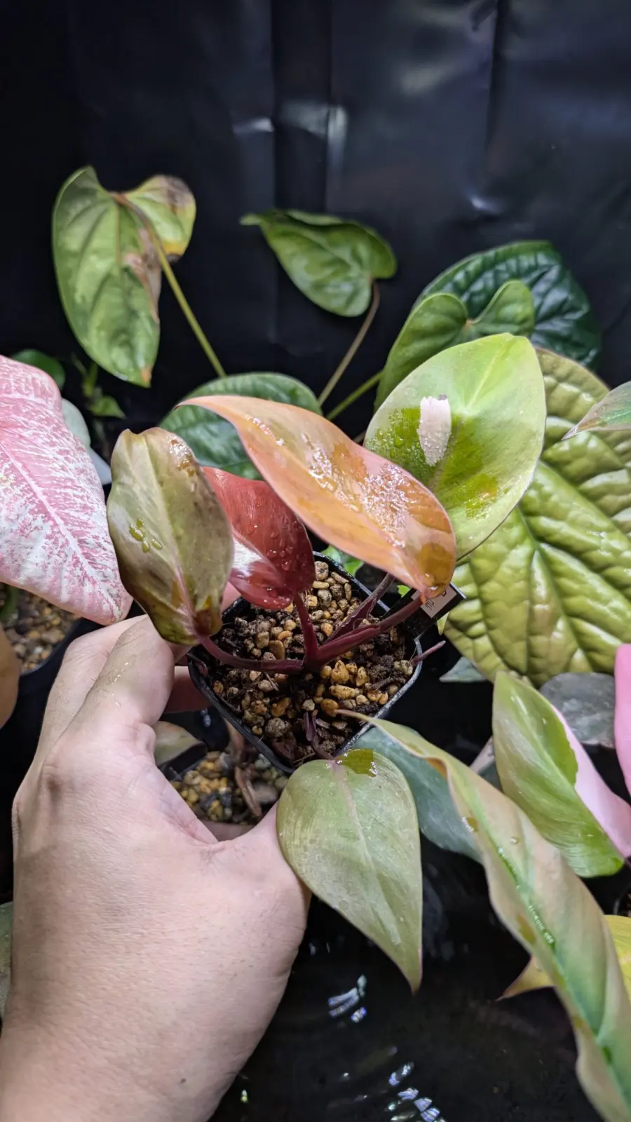 フィロデンドロン　柿色プリンセス