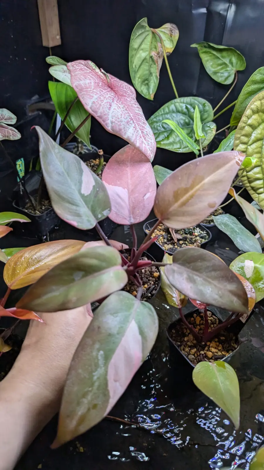 フィロデンドロン　柿色プリンセス