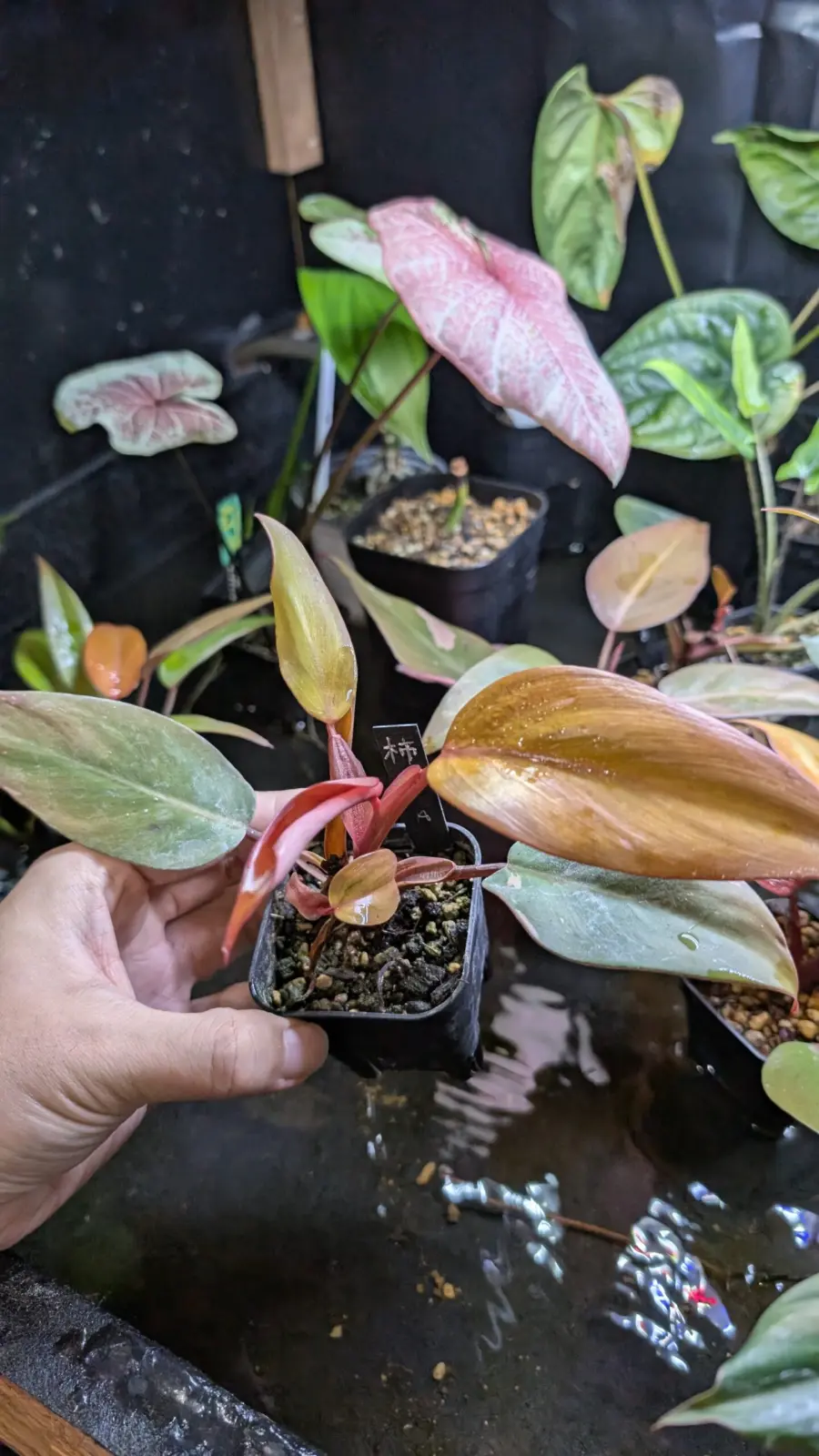 フィロデンドロン　柿色プリンセス