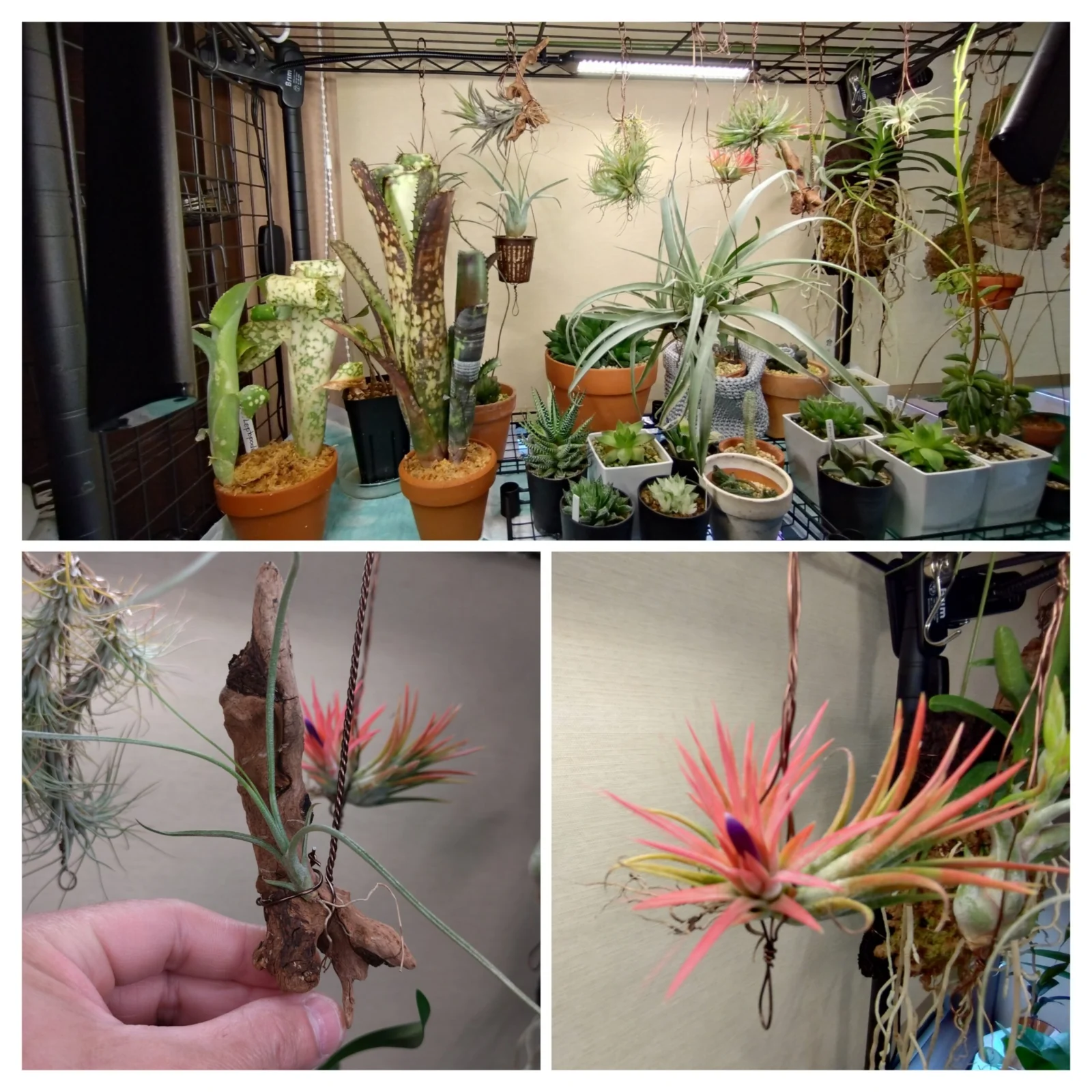 ブロメリア　ハオルチア