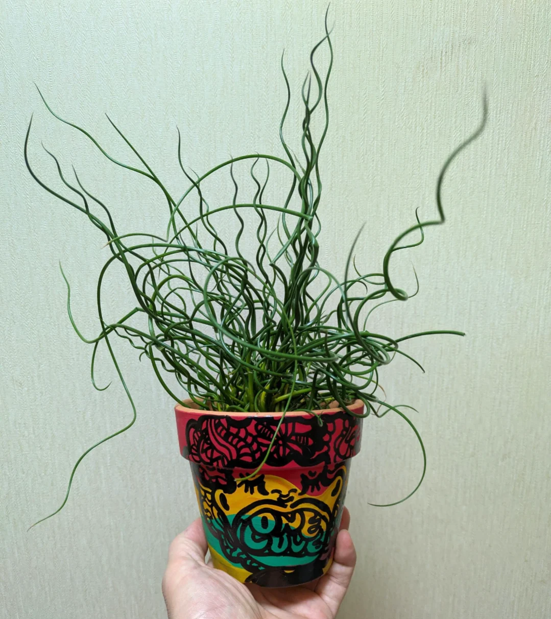 ラセンイ （ユンカス・エフサス・スパイラリス）