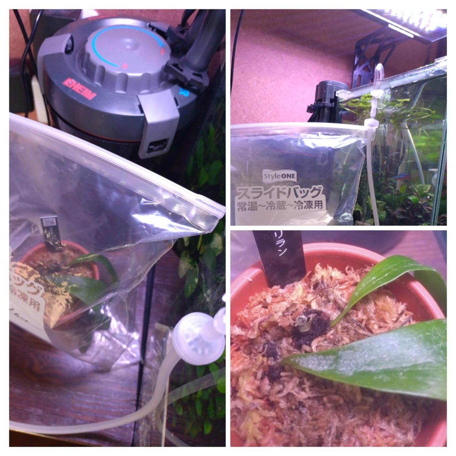 ビカクシダ コウモリラン