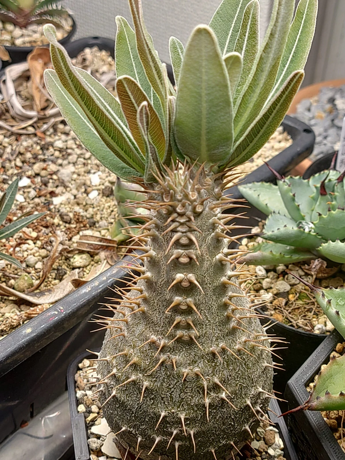 パキポディウム　グラキリス