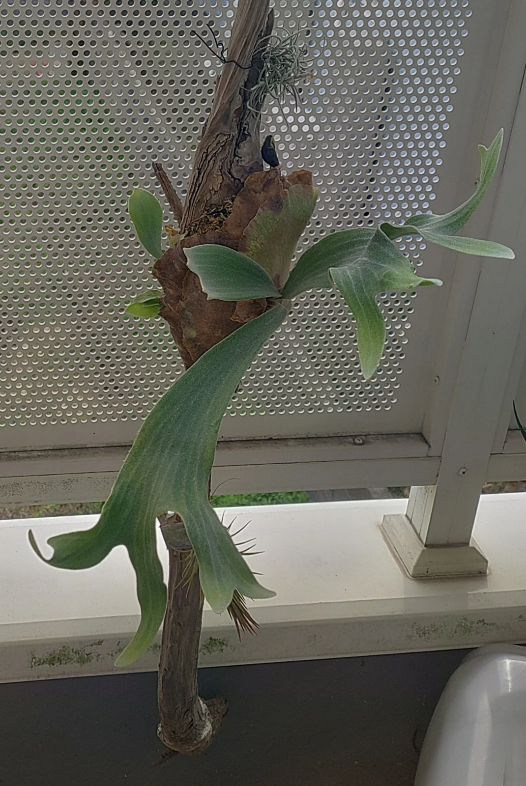 ビカクシダ ビフルカツム