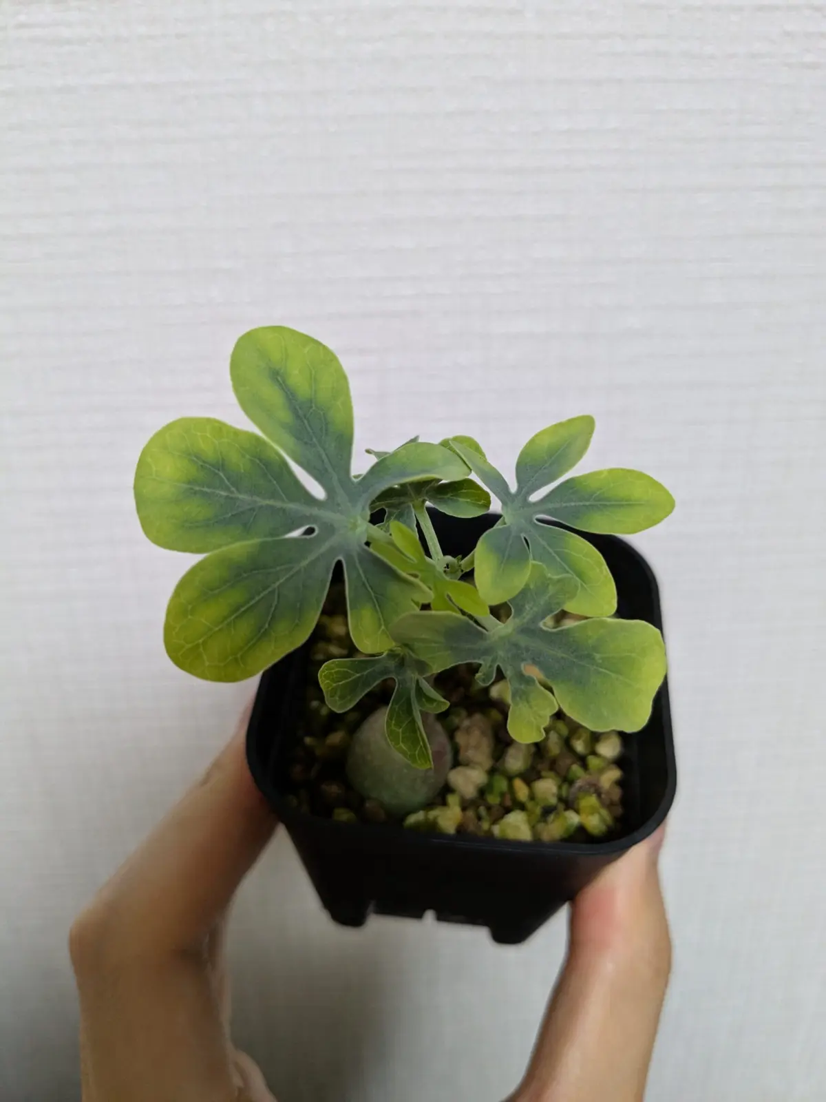 アデニア グラウカ（葉色悪し）