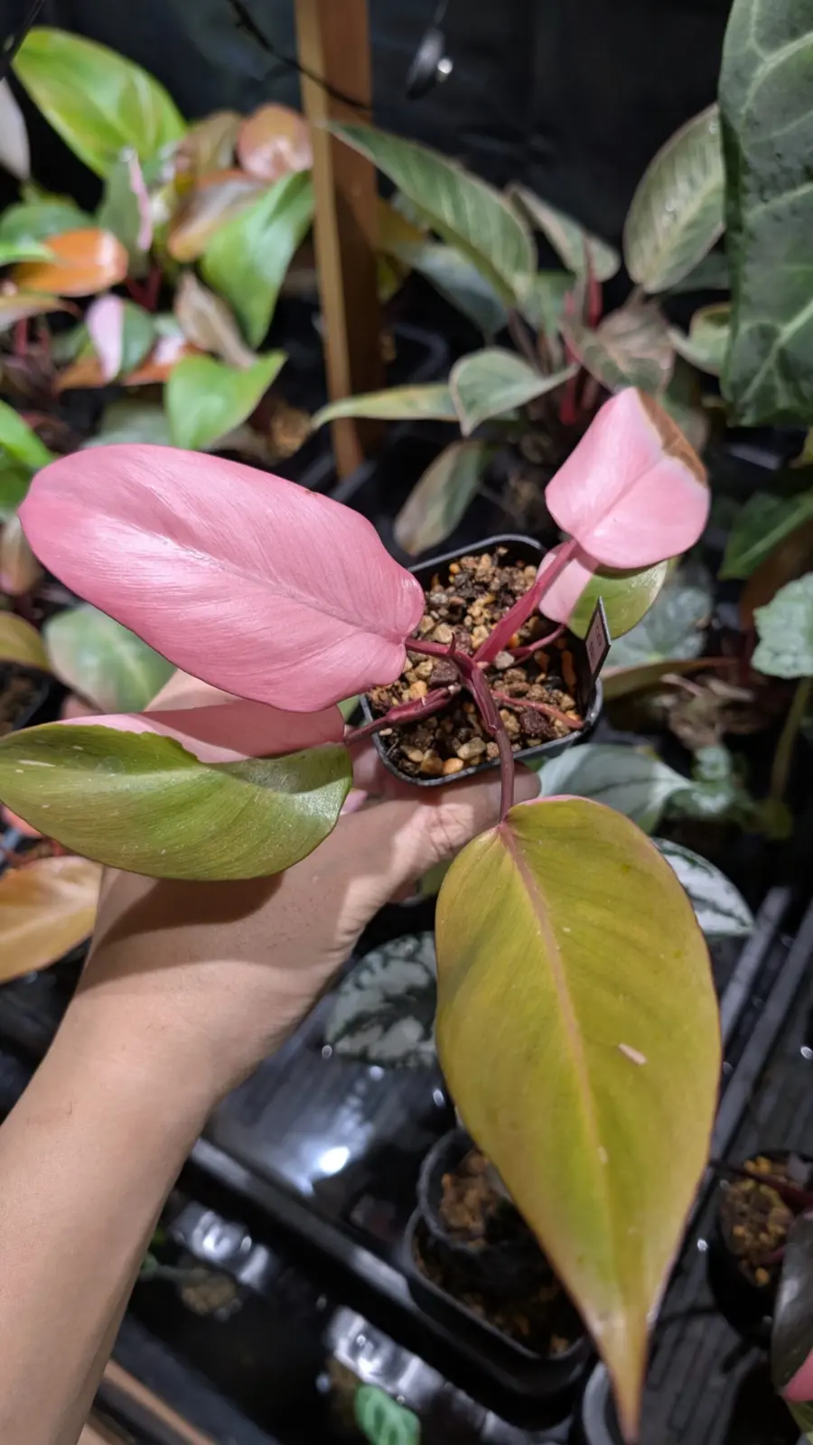 フィロデンドロン　柿色プリンセス