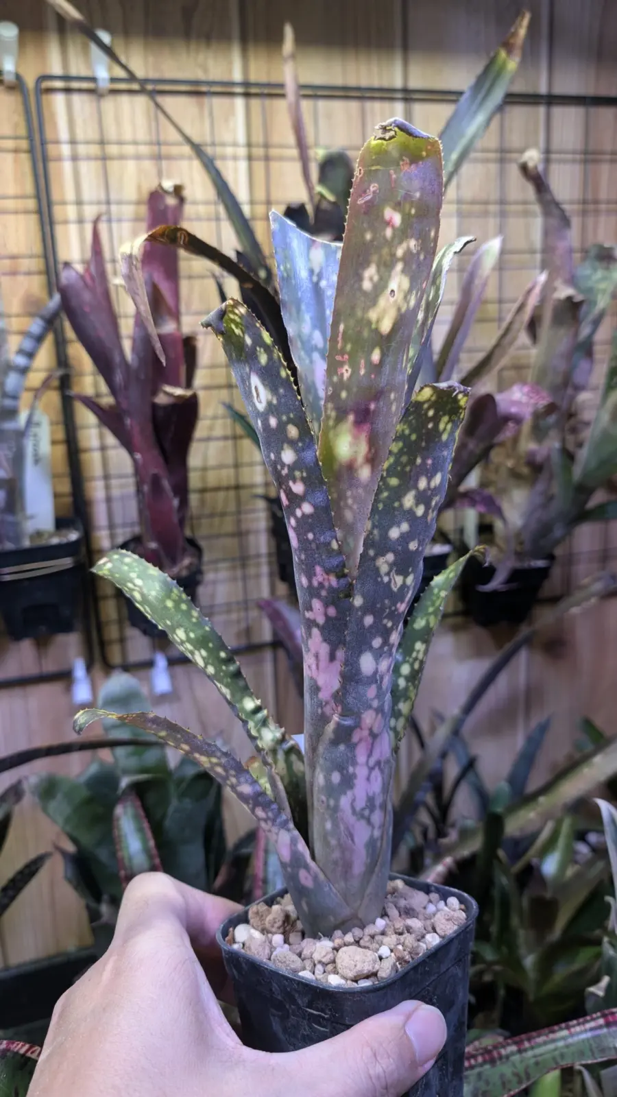 ビルベルギア　ブラックコーラル