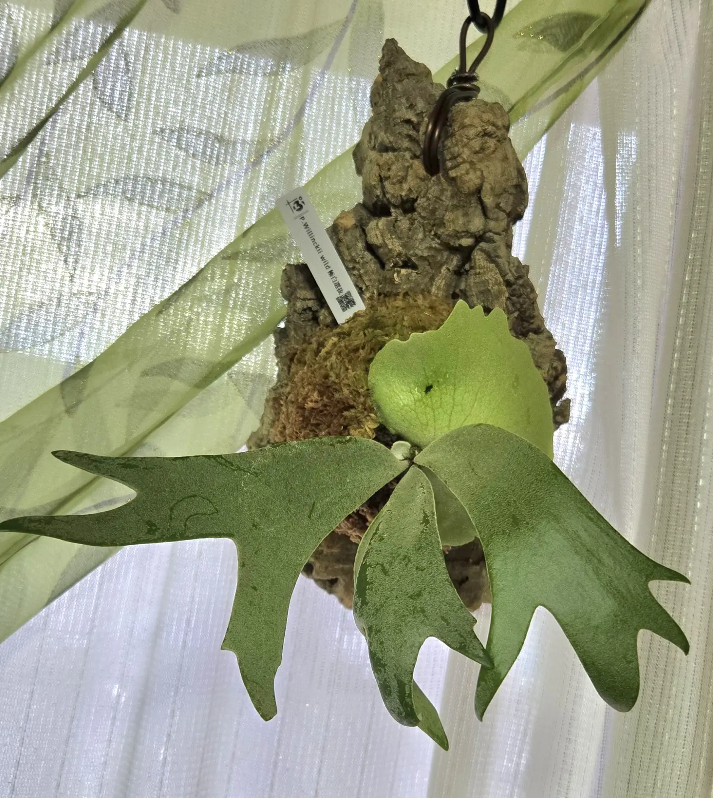 whirinnki-wild 極白選抜