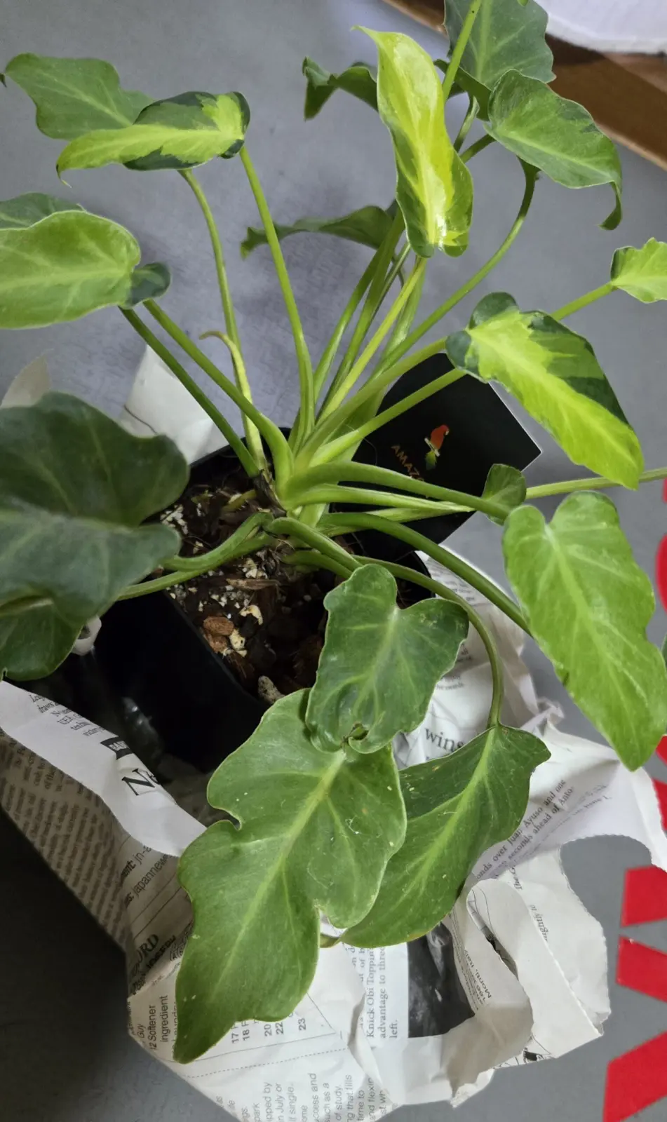 フィロデンドロン ザナドゥドワーフ バリエガータ