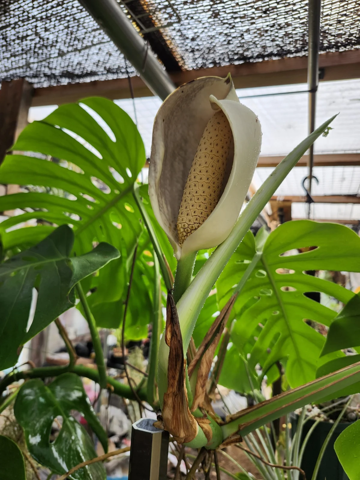 モンステラ　ボルシギアナ　(実生株)　開花　横浜