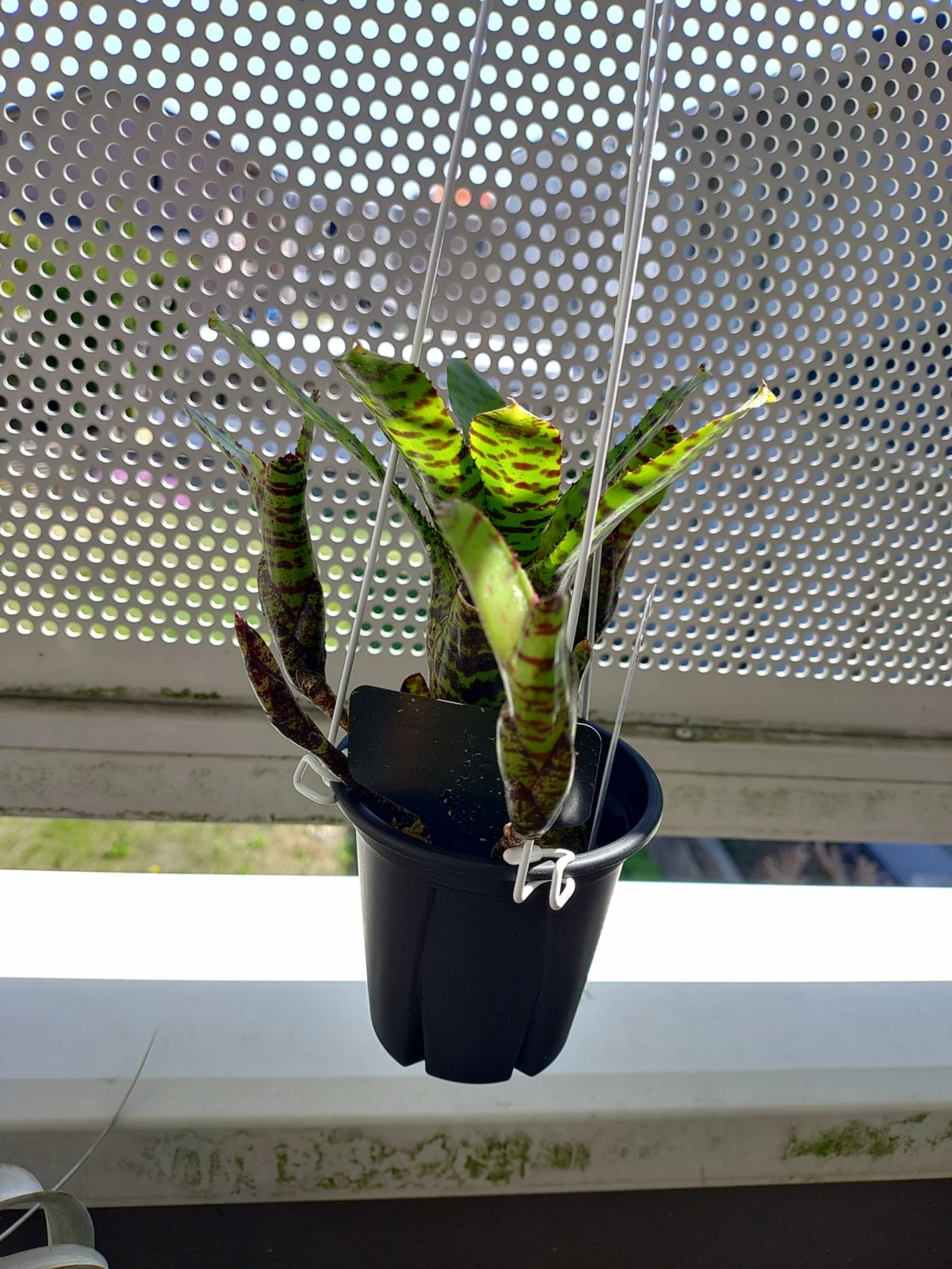 ネオレゲリア　プンクタティッシマ　コンパクタ