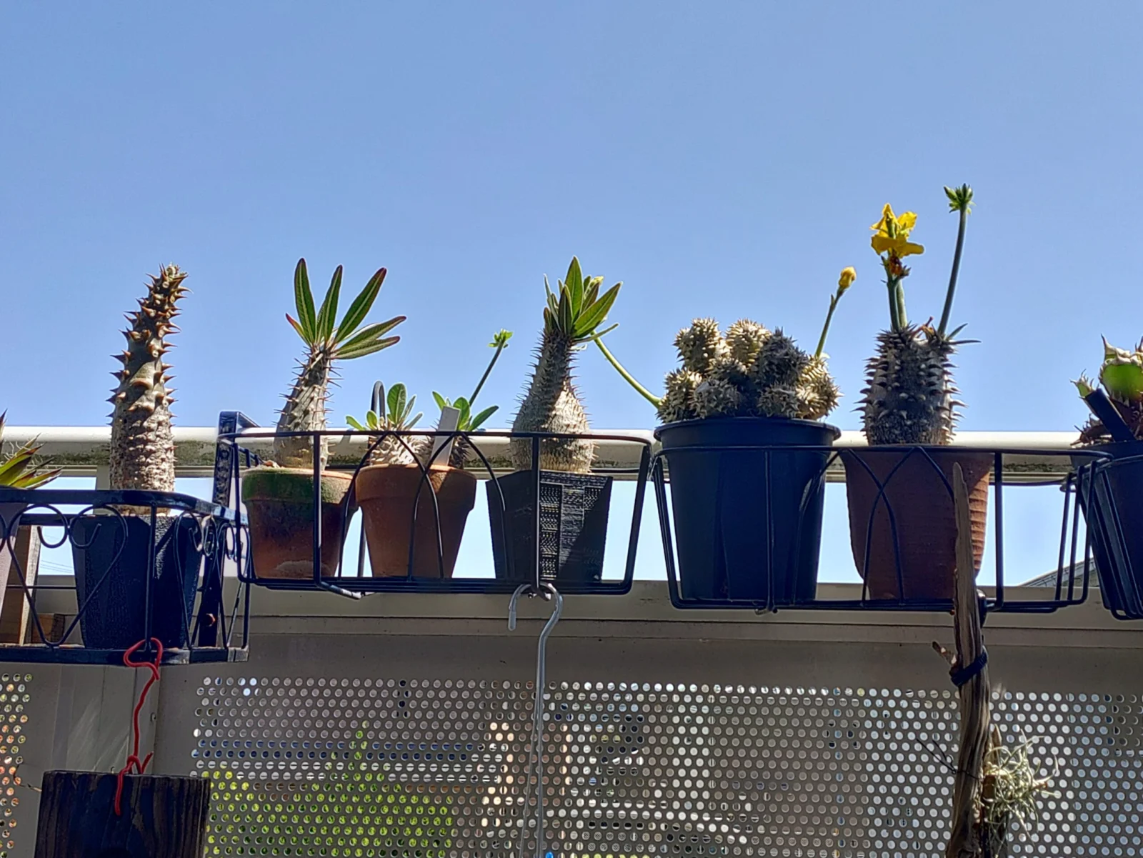 パキポディウム