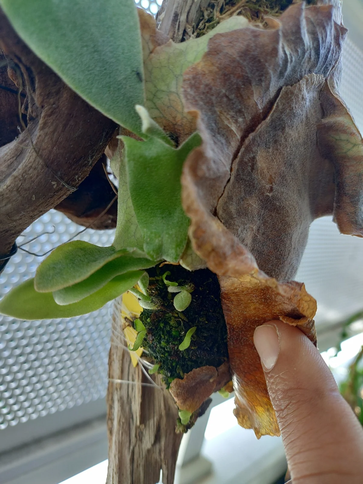 ビカクシダ　ビフルカツム