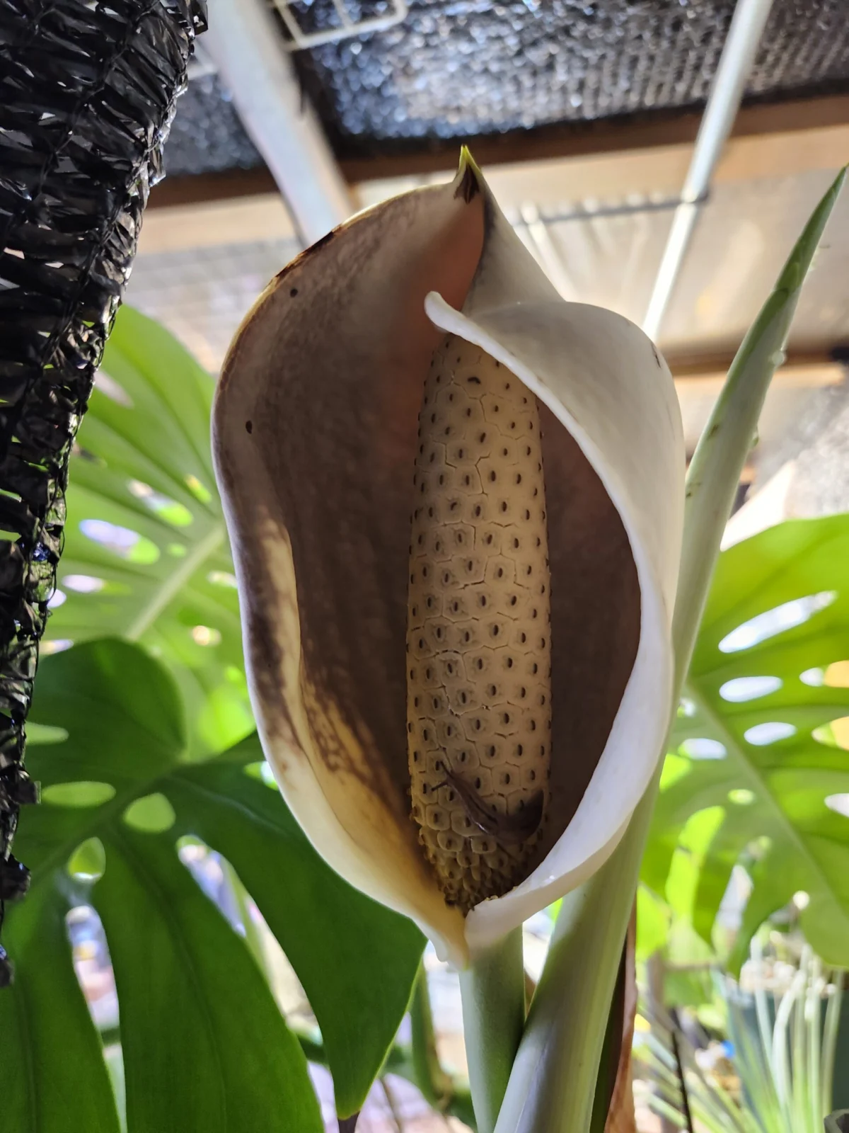 モンステラ　ボルシギアナ　(実生株)　花　　ナメクジ