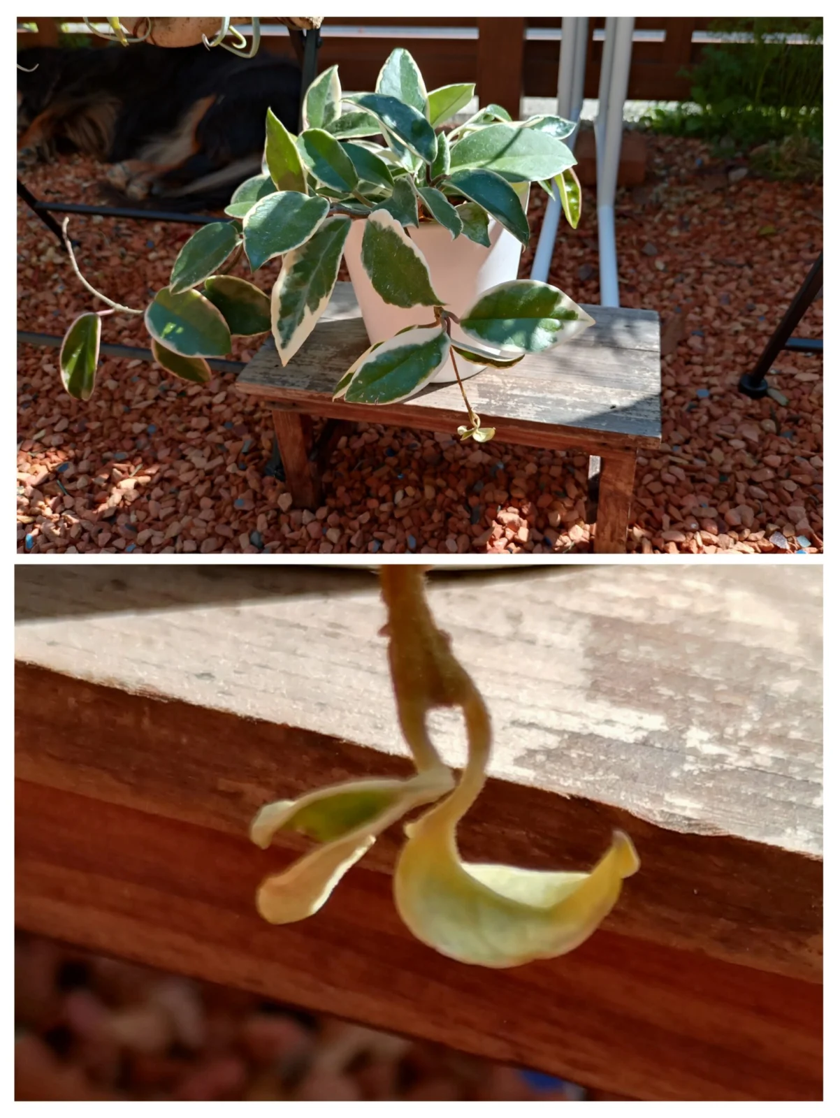 ホヤ　カルノーサ