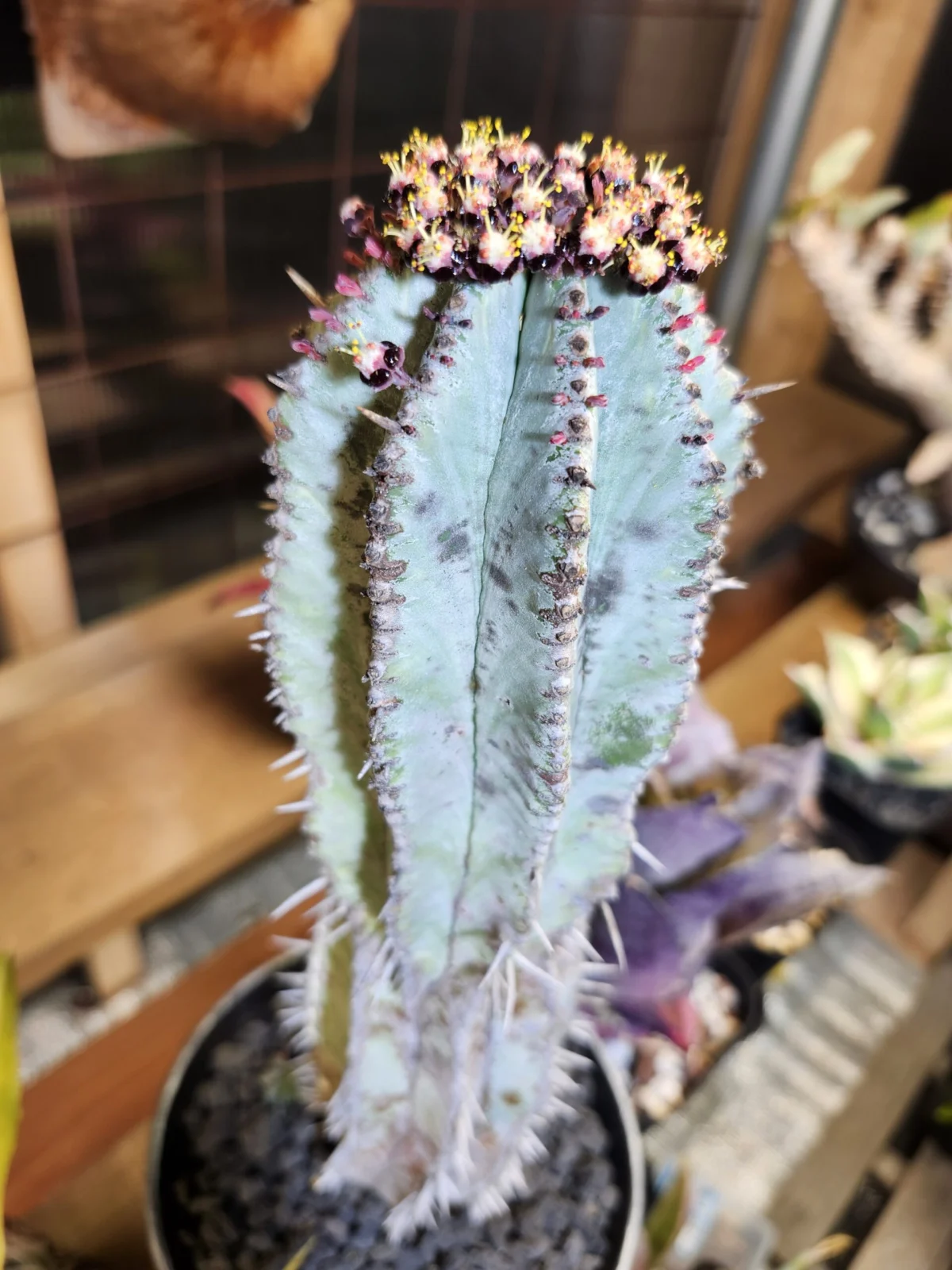 ユーフォルビア　ポリゴナ　開花