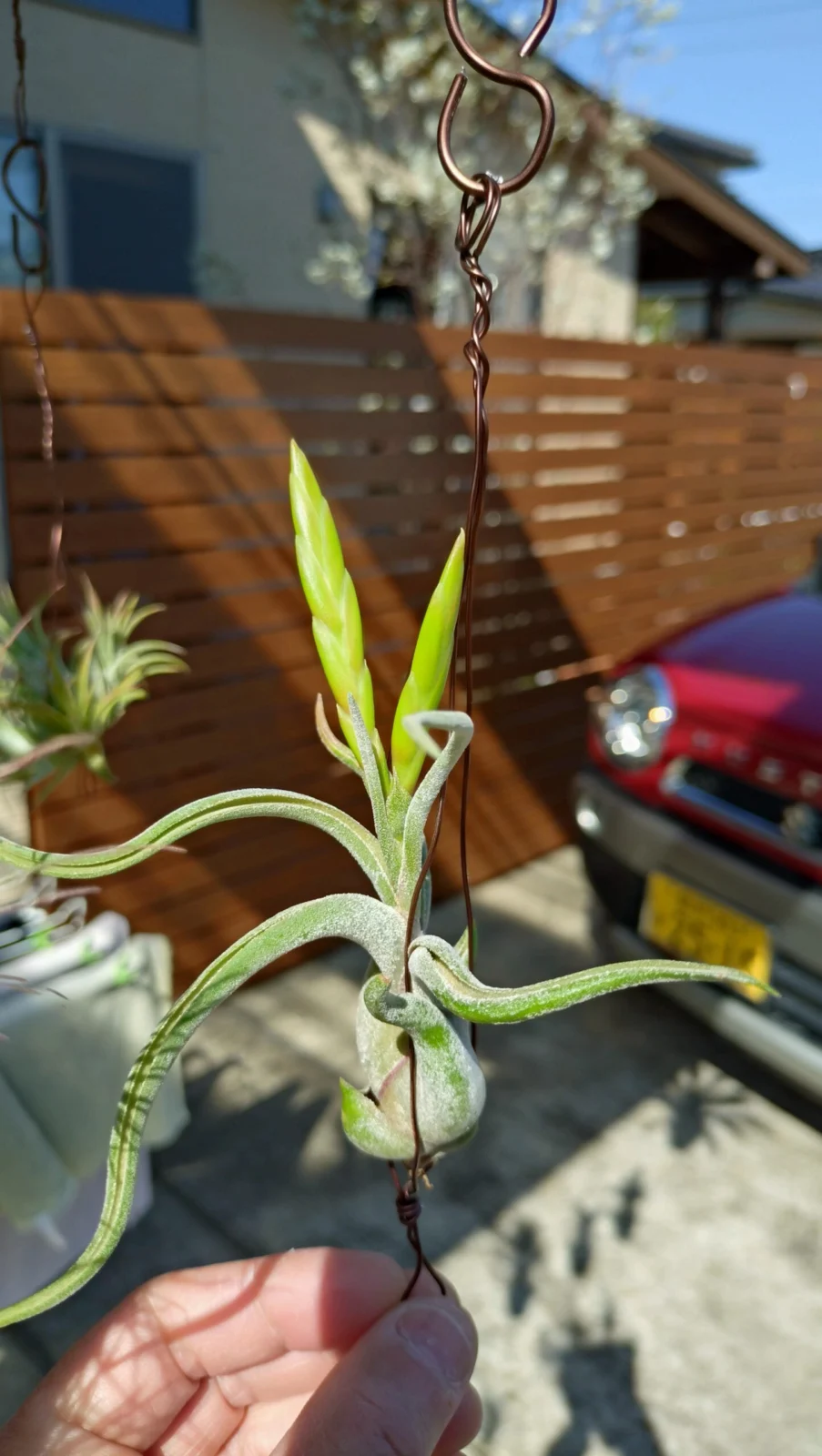 ティランジア　カプトメデューサエ