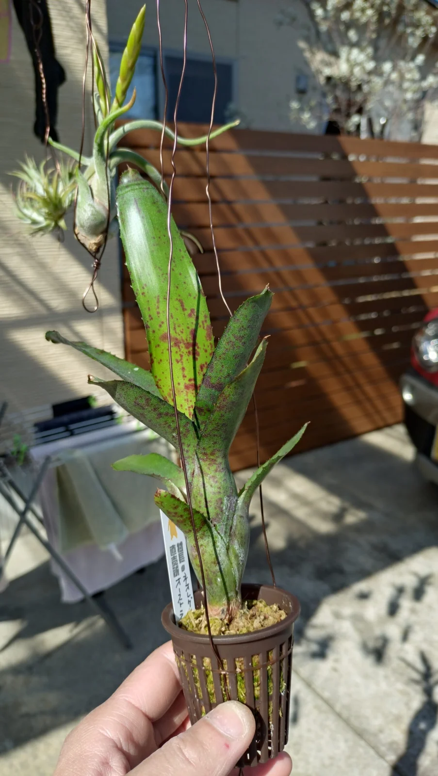 ネオレゲリア　オーストラリアンペッパー