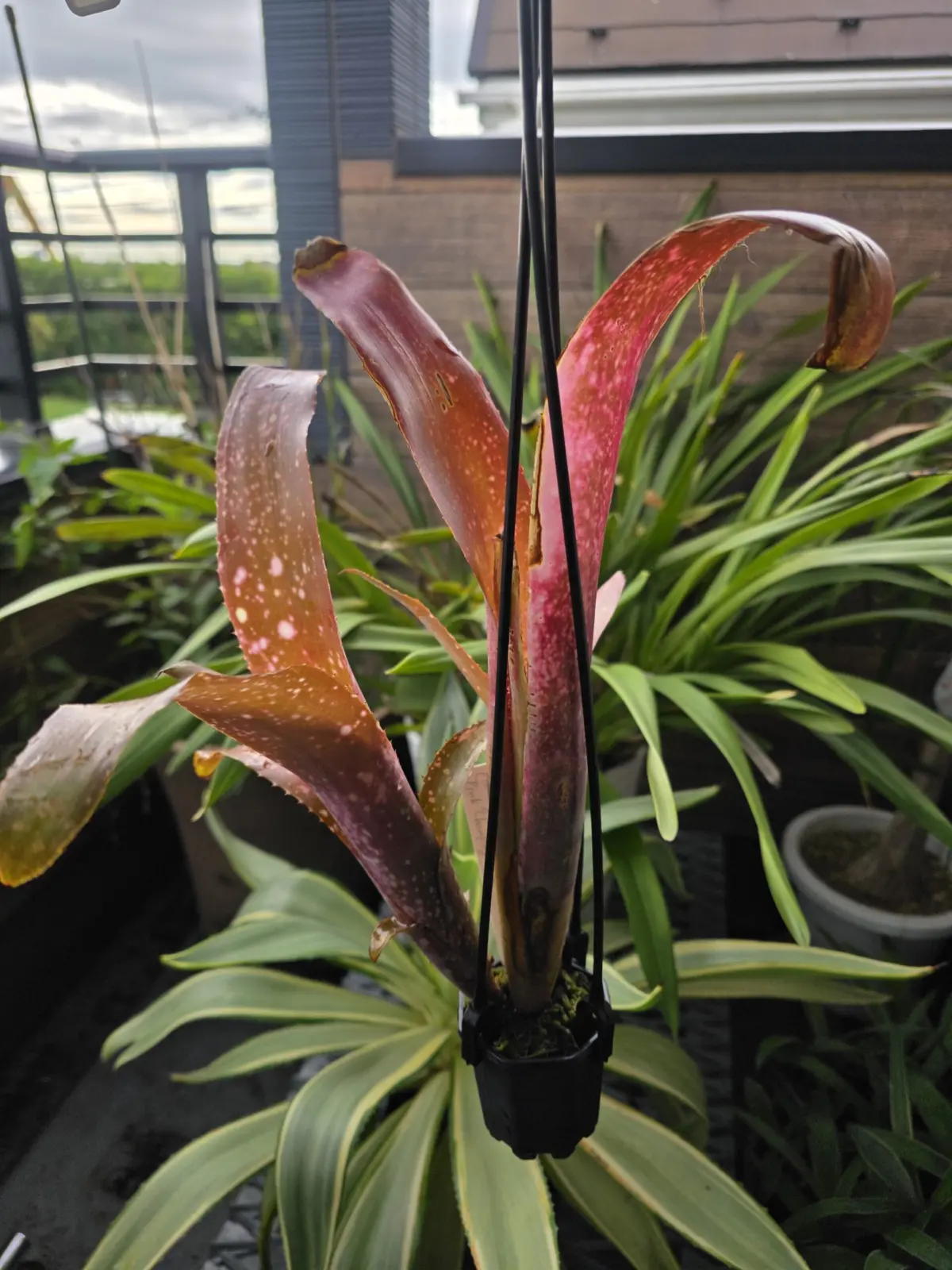 ビルベルギア ピンクシャンパン