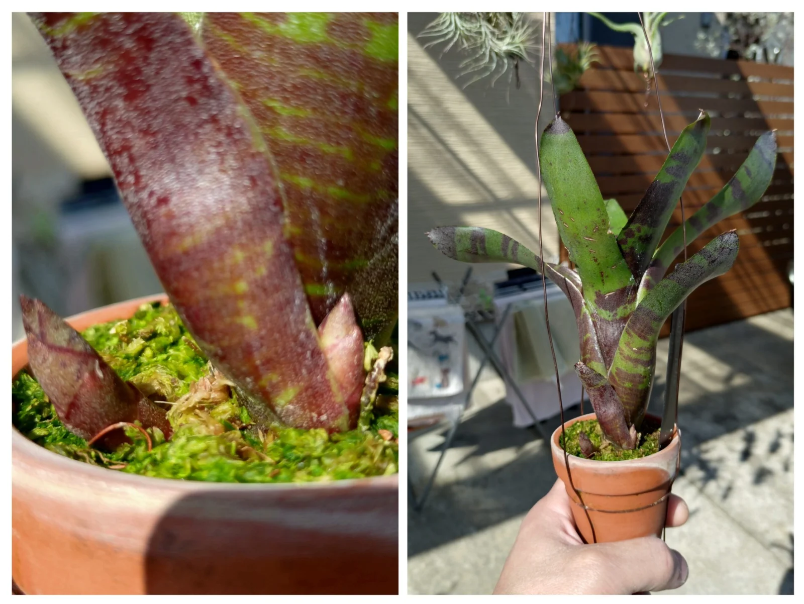 ネオレゲリア　キャッツクレイドル