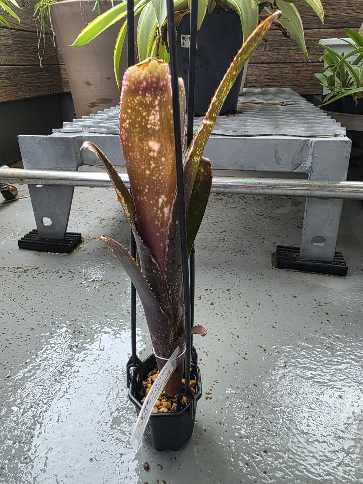 ビルベルギア　 ディッピンドッツ