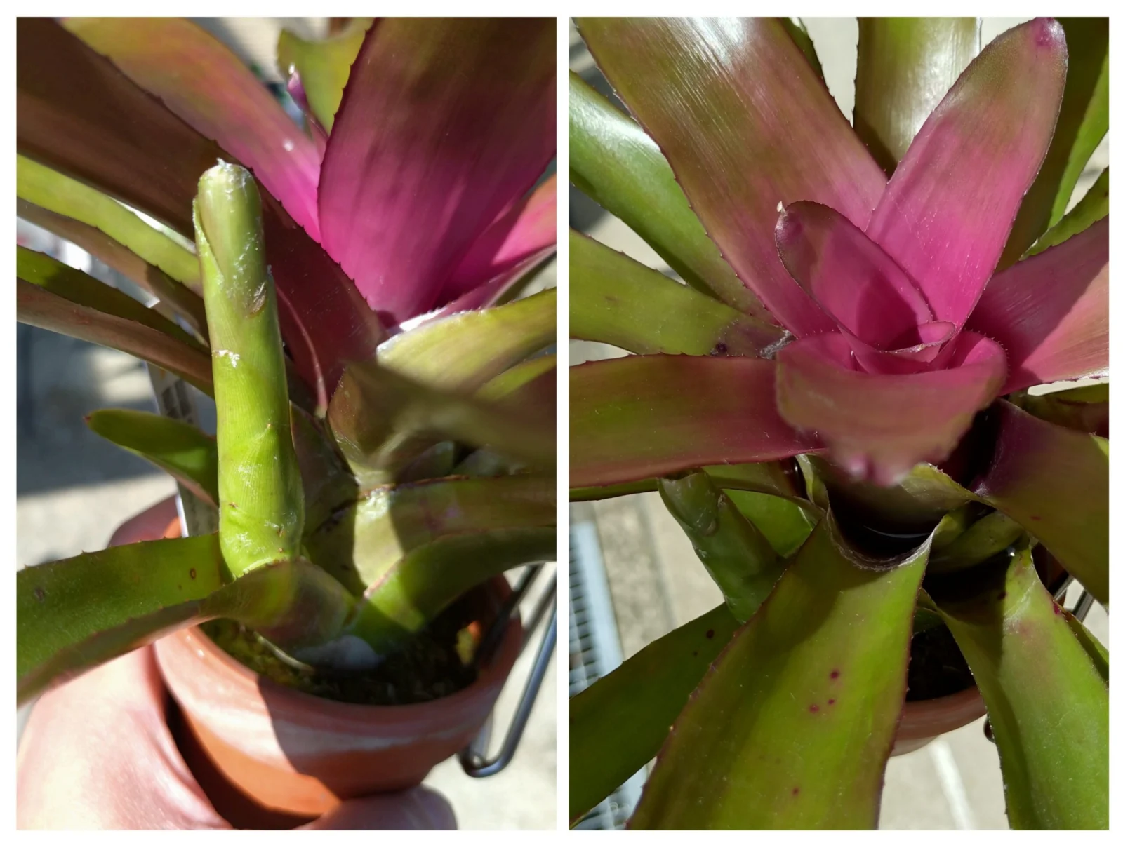 ネオレゲリア　グラナダ