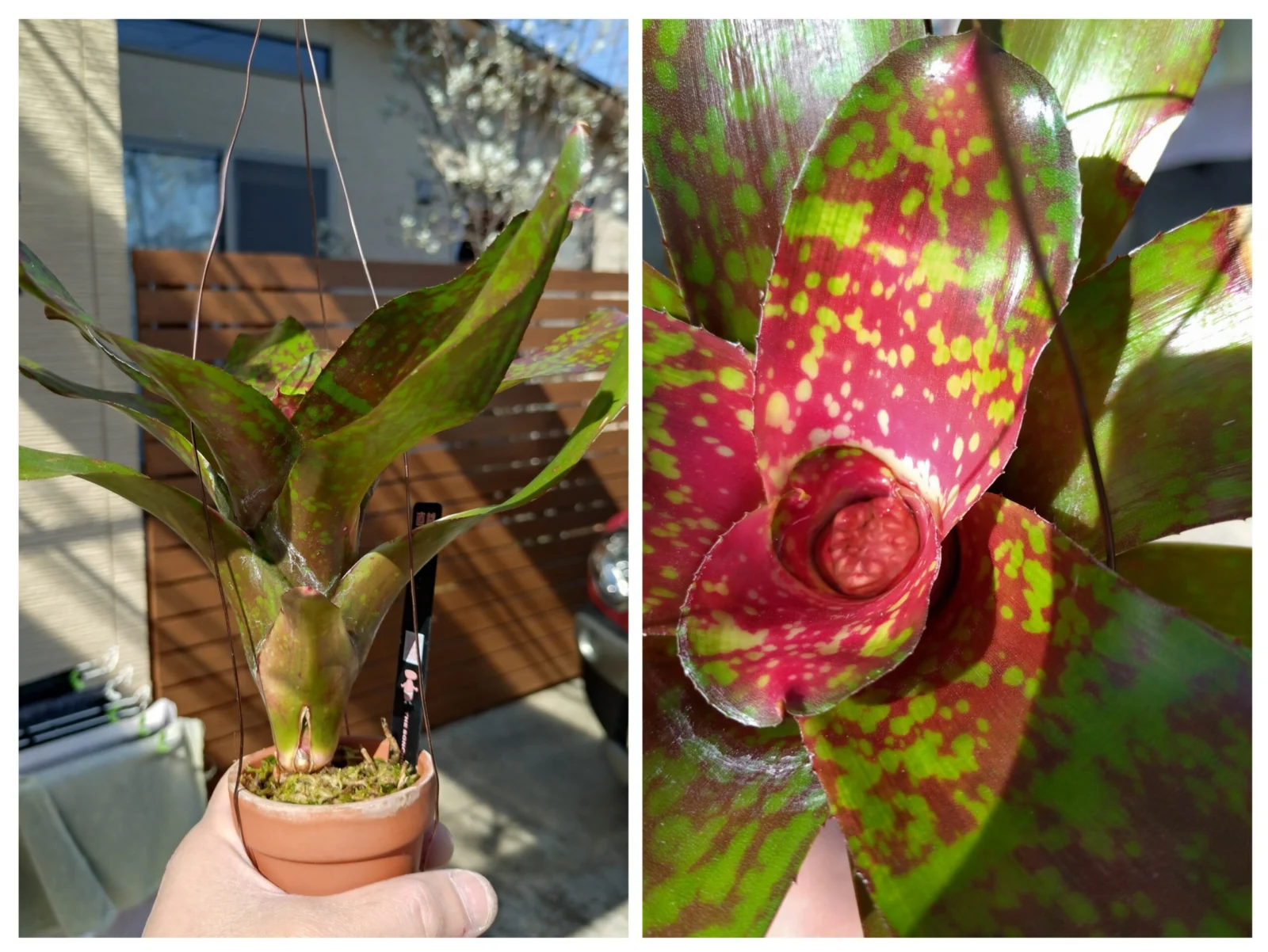 ネオレゲリア　バブリシャス