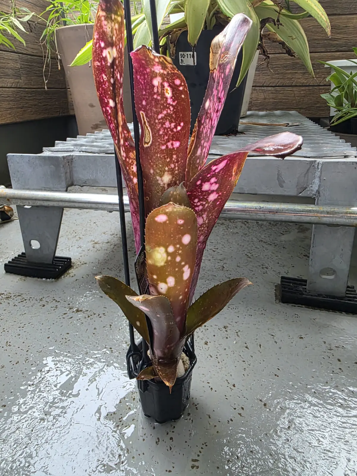 ビルベルギア ハレルヤ