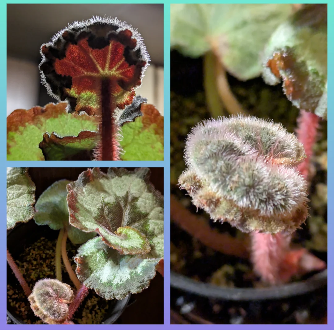 ベゴニア レックスベゴニア·エスカルゴ