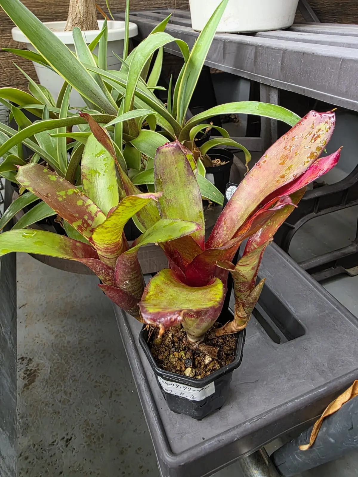 ネオレゲリア リリープー