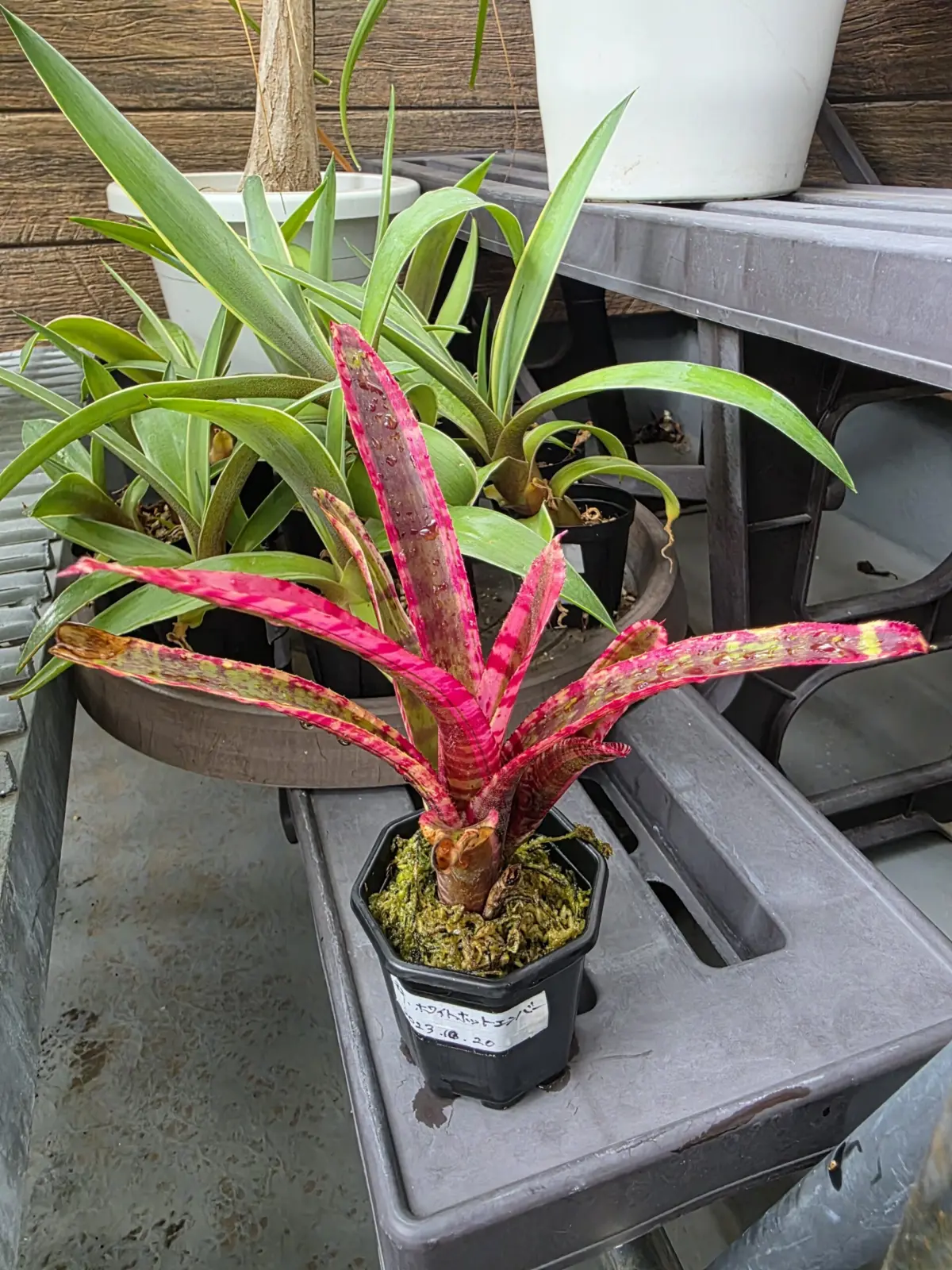 ネオレゲリア ホワイトホットエンバー