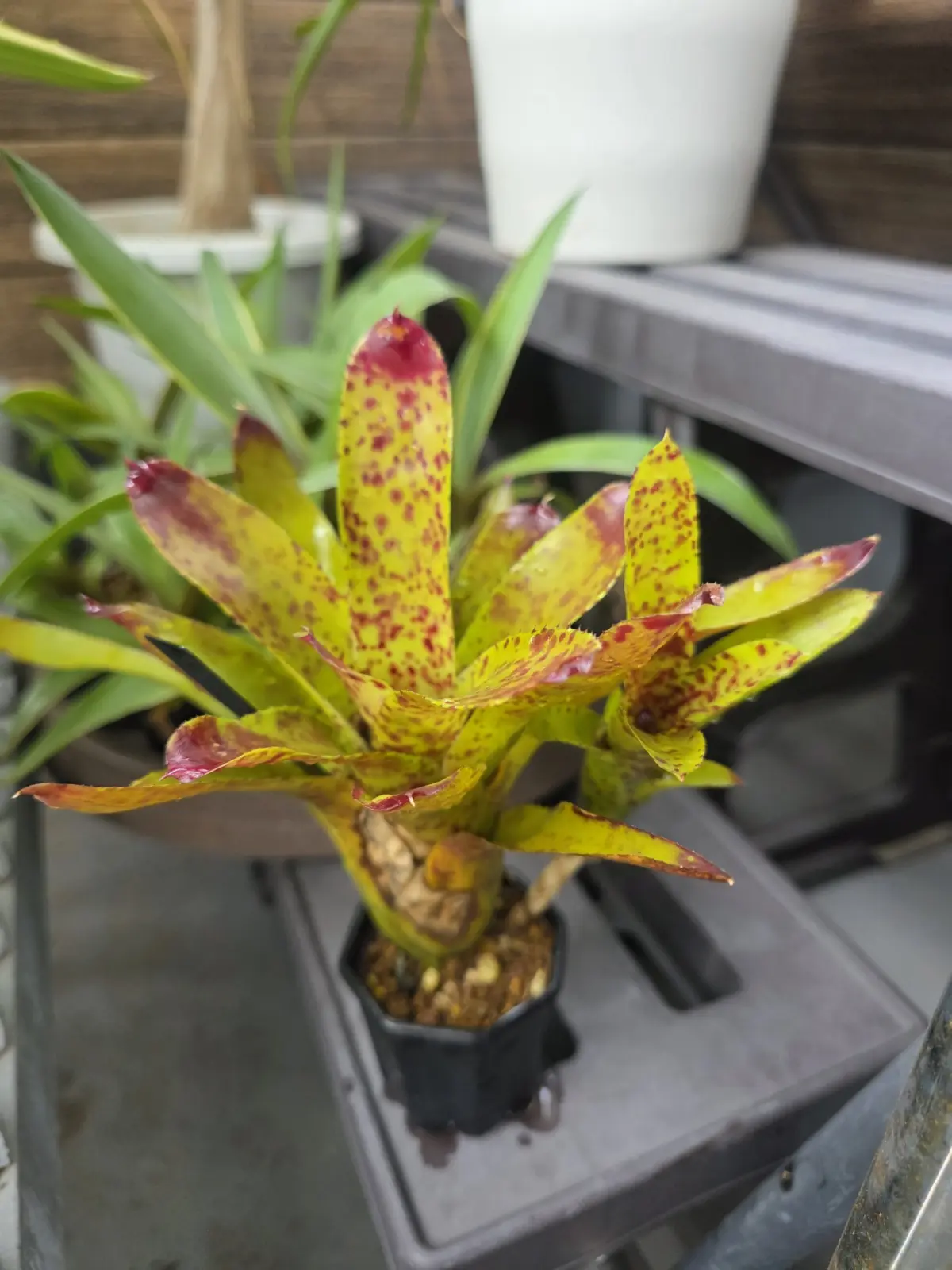 ネオレゲリア sp