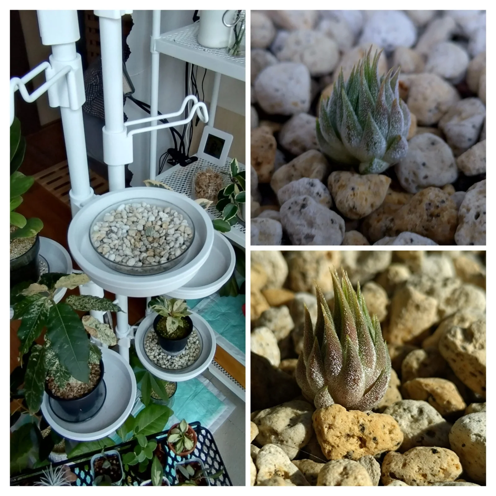 ティランジア　イオナンタ　ヘーゼルナッツ