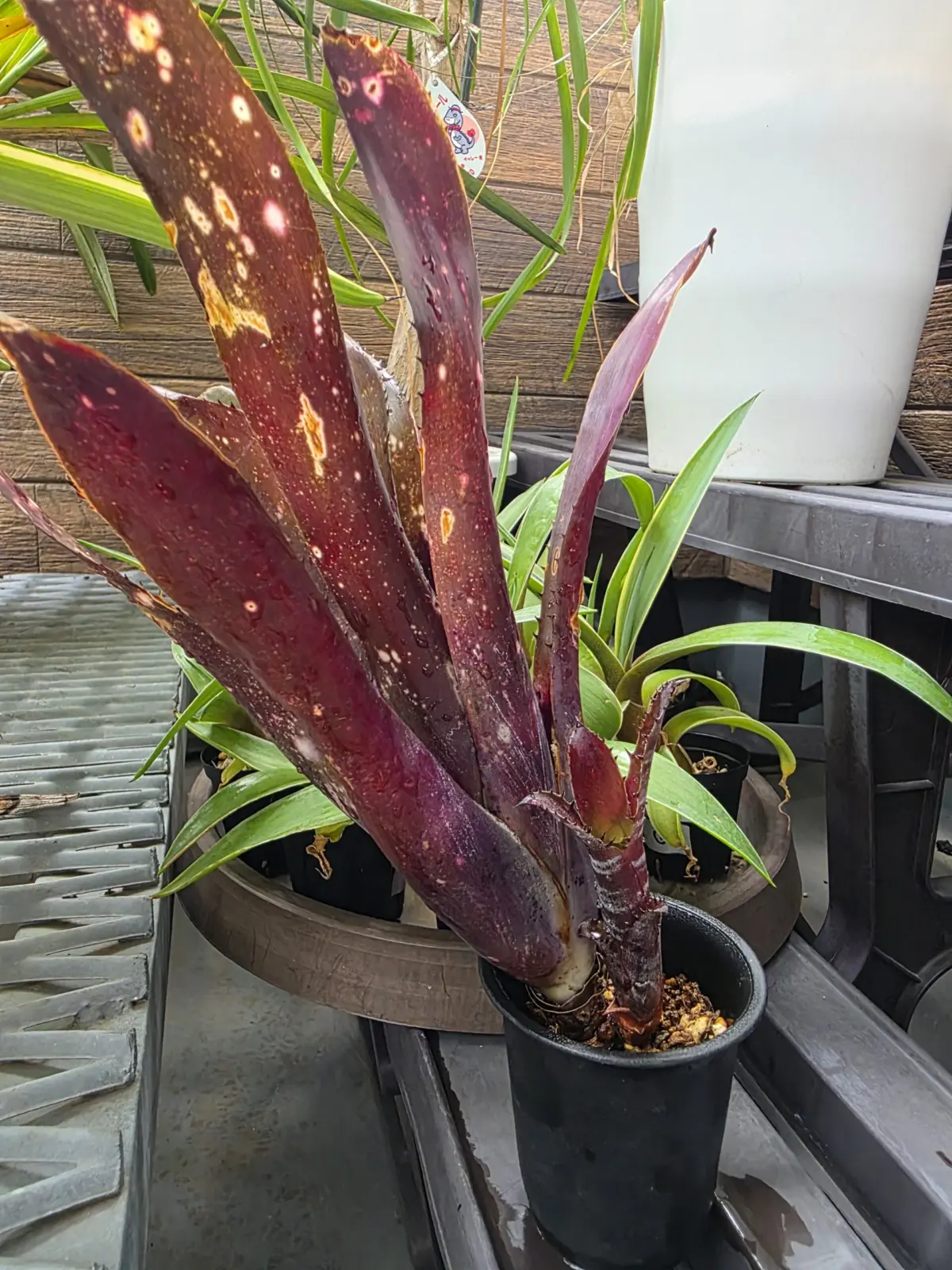 ビルベルギア オーバージーン