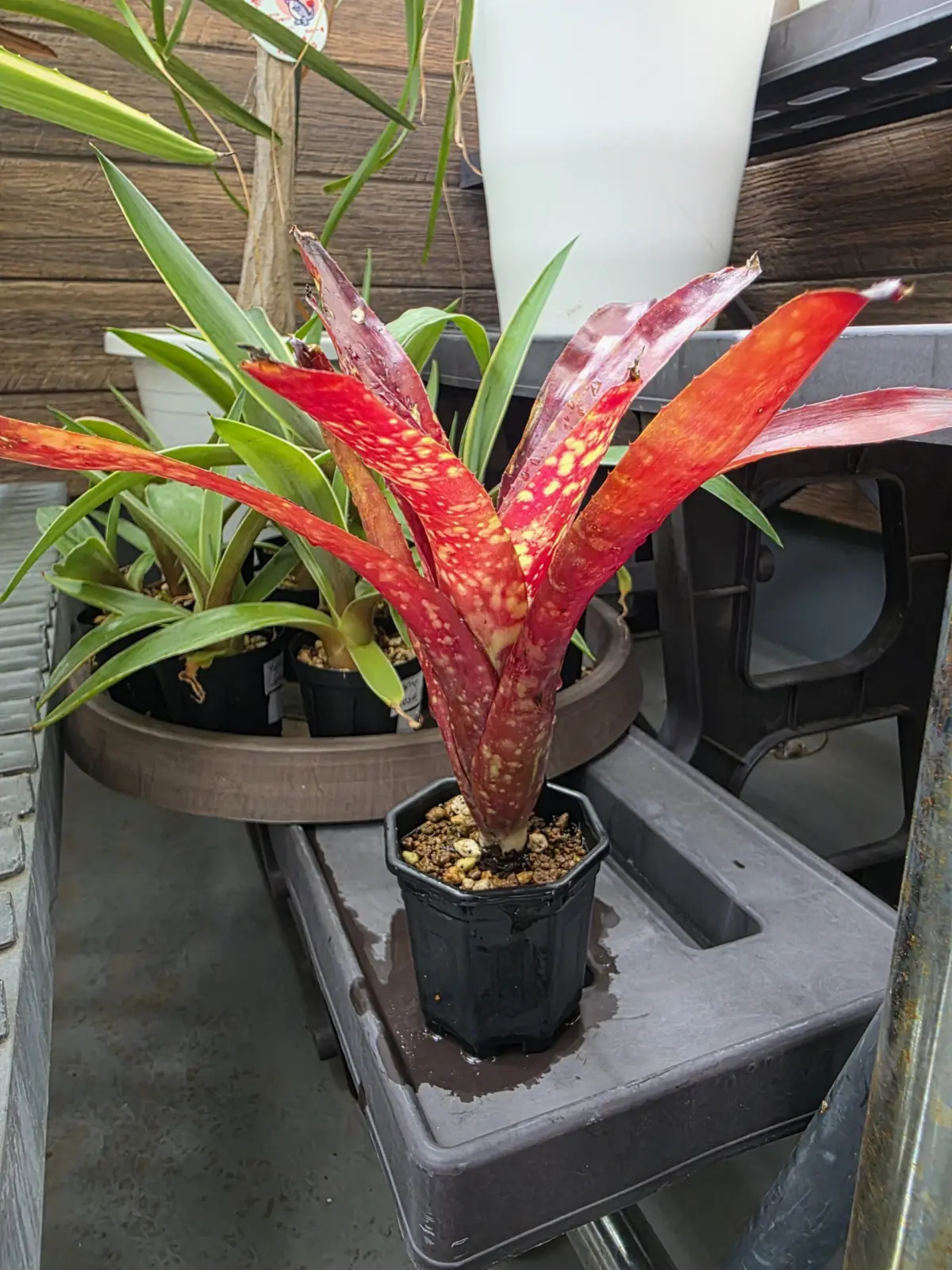 ネオレゲリア フルサークル