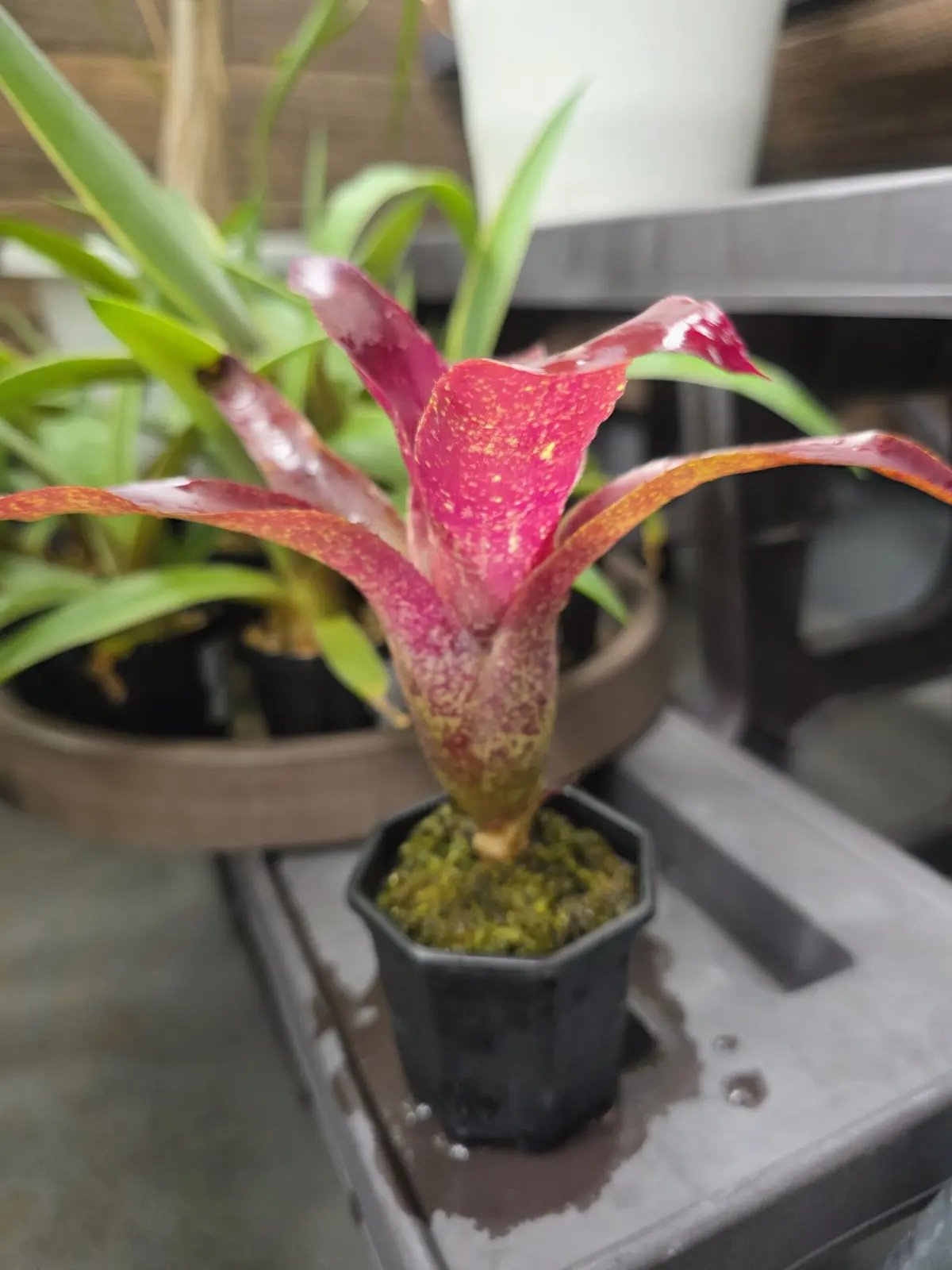 ネオレゲリア キンギート