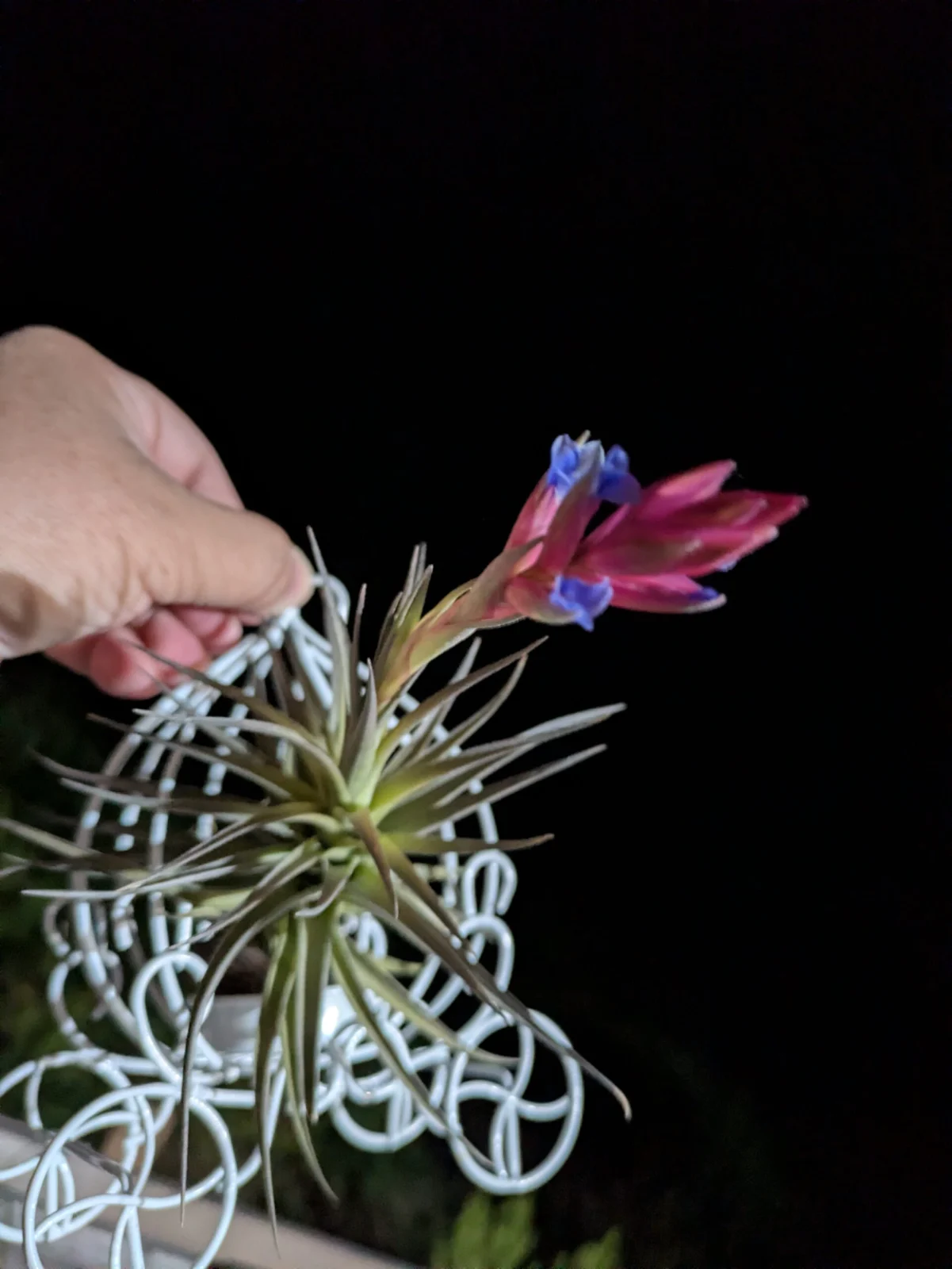 ティランジア　アエラントス札落ち　開花