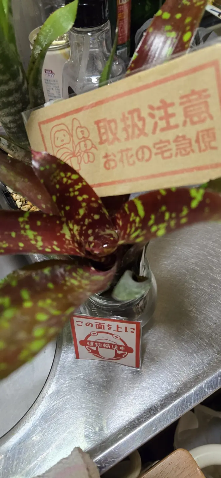 ネオレゲリア フルサークル