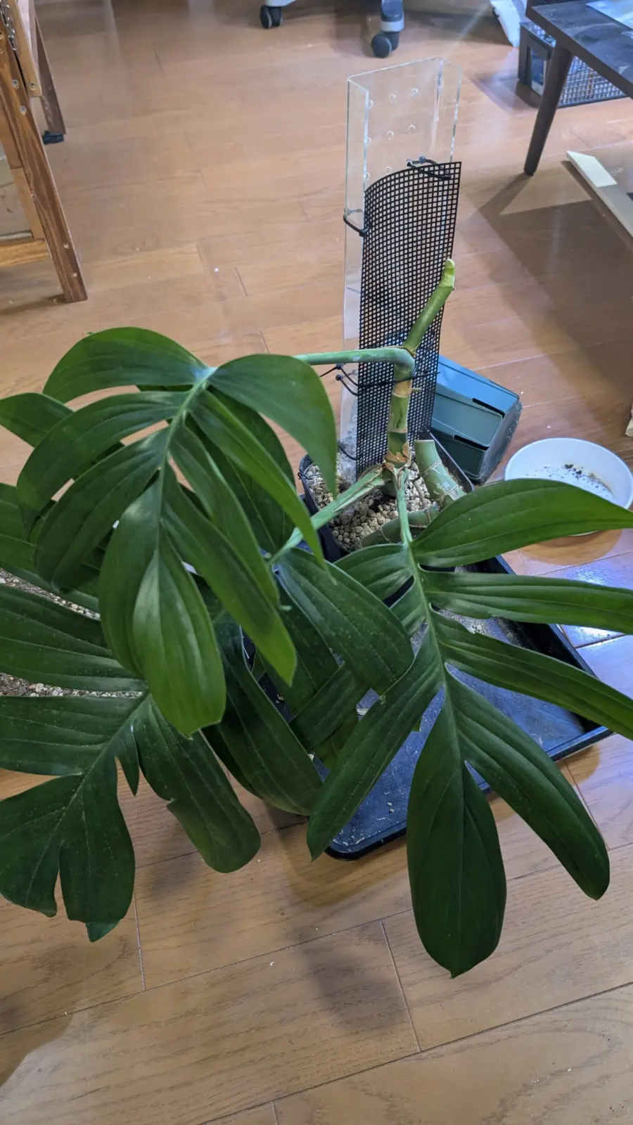 ラフィドフォラ　デカシバ